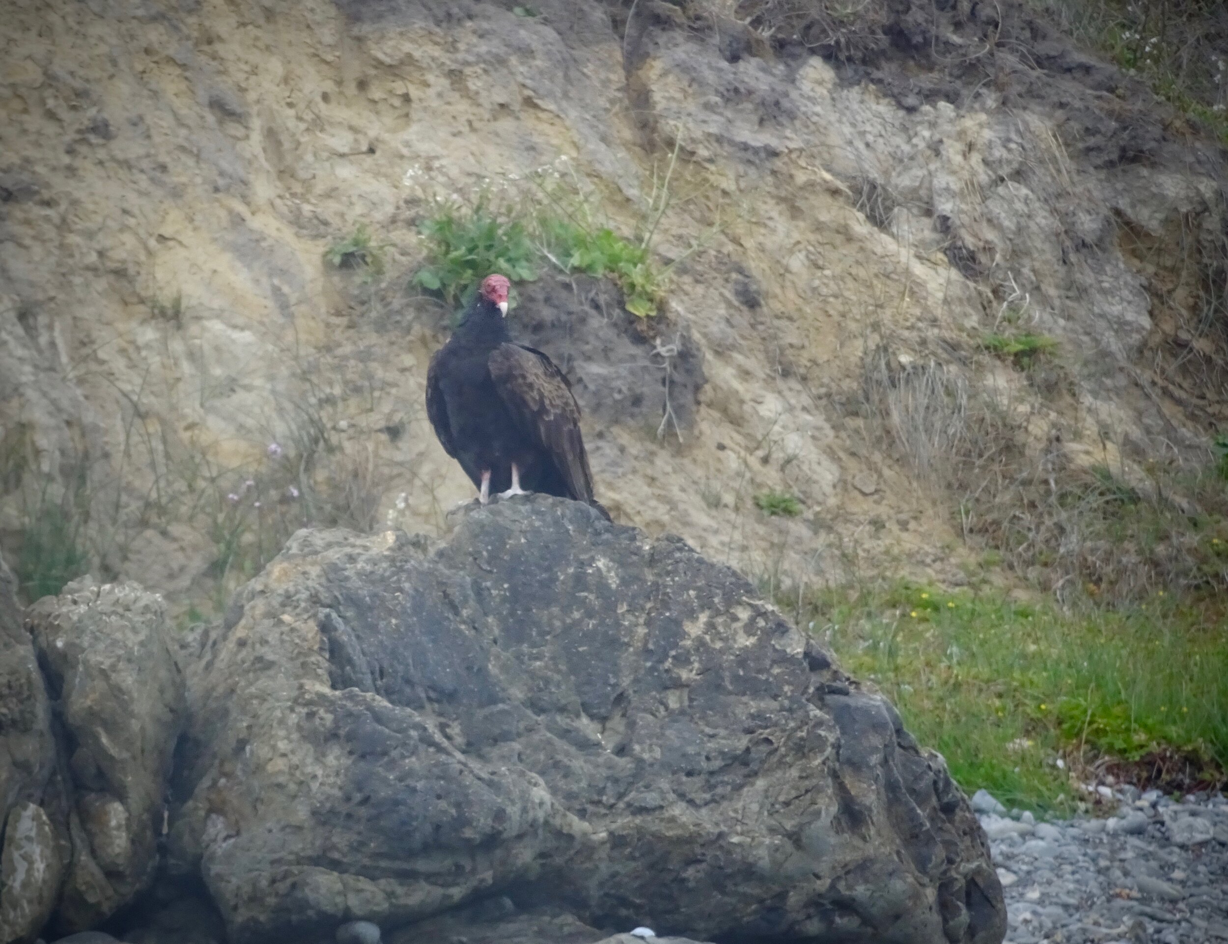 A turkey vulture just hangs out near Bunny and I on one of the beaches (another one is just up that hill behind him.)  We did not stay long.  Those are truly big and impressive, but scary looking birds!