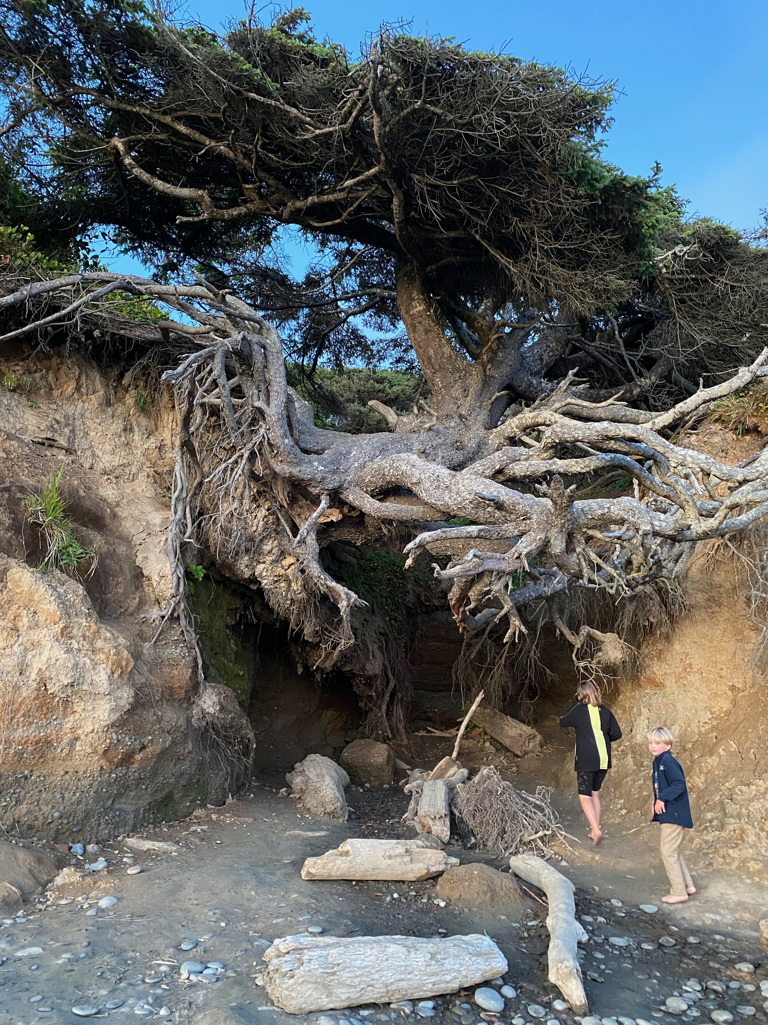 The root cave under the Tree of Life on Kalaloch Beach