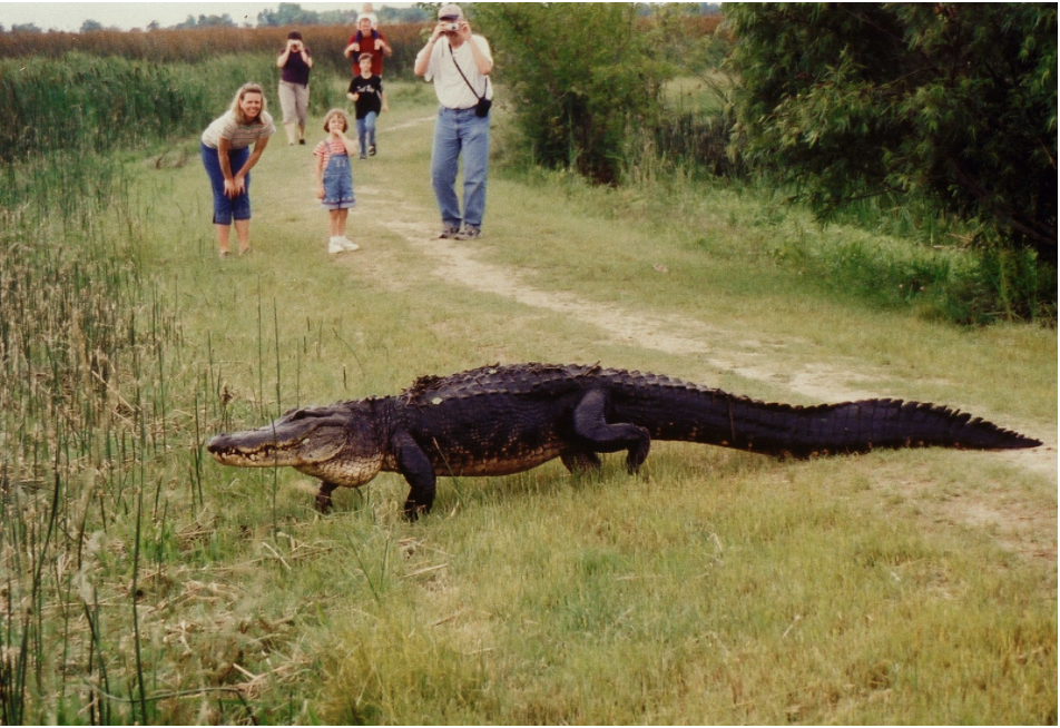 “A family gets close but not too close to an alligator crossing the path before them near the Creole Nature Trail.”  National Archives and Records Administration, Public domain, via Wikimedia Commons