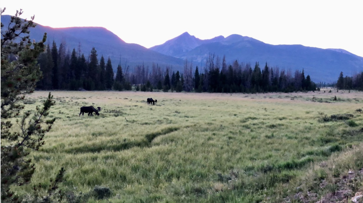 Two bull mouse feeding just off the side of the road at dusk in the Kawuneeche Valley, photo by Karen Boudreaux, July 12, 2018