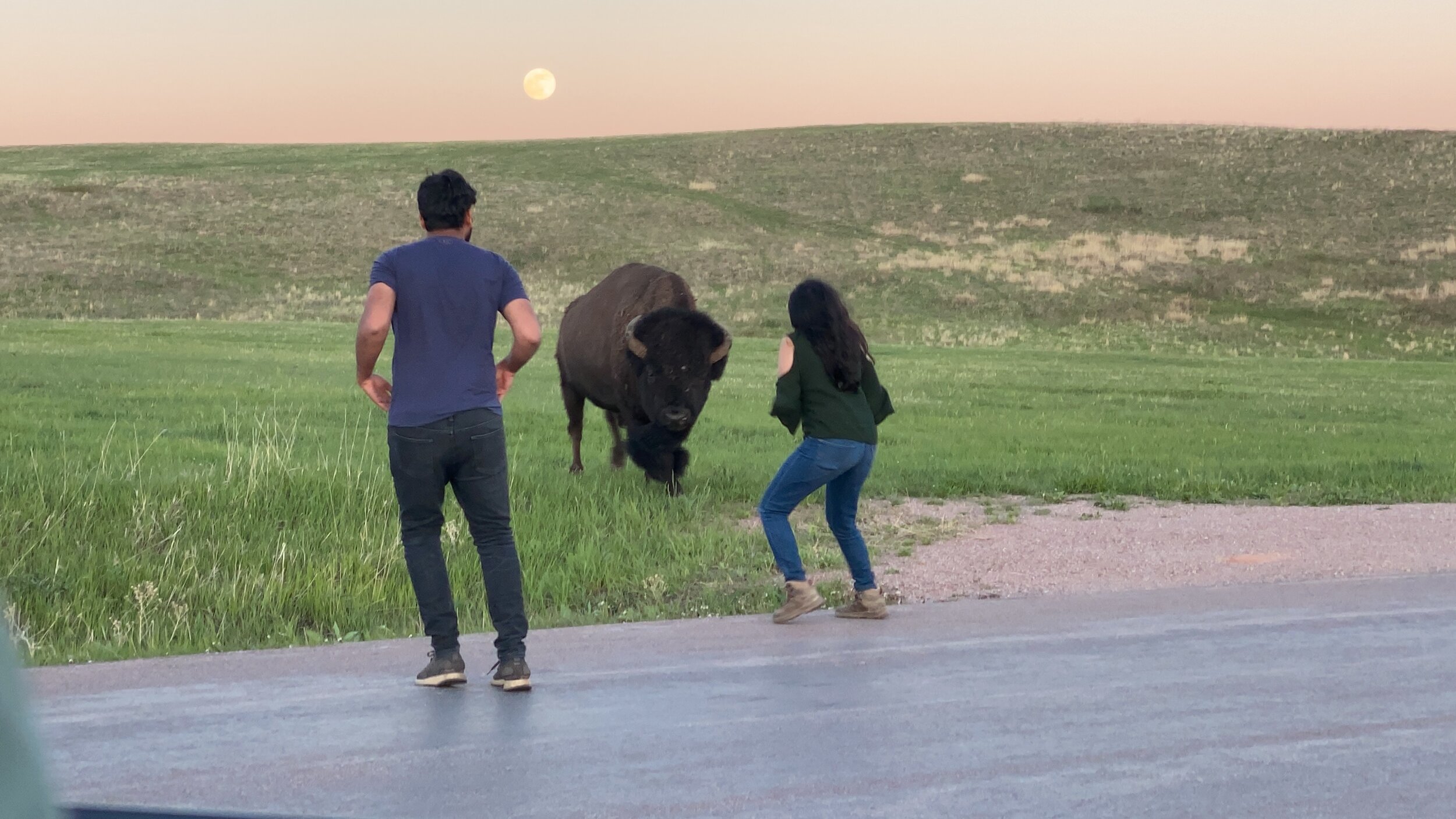 This is why you don’t get close to wildlife!  This bison bluff charged (I know that’s a grizzly thing but it’s the best way to describe this) the girl to scare her off.  Could have easily hurt her if he wanted to.  5/25/21