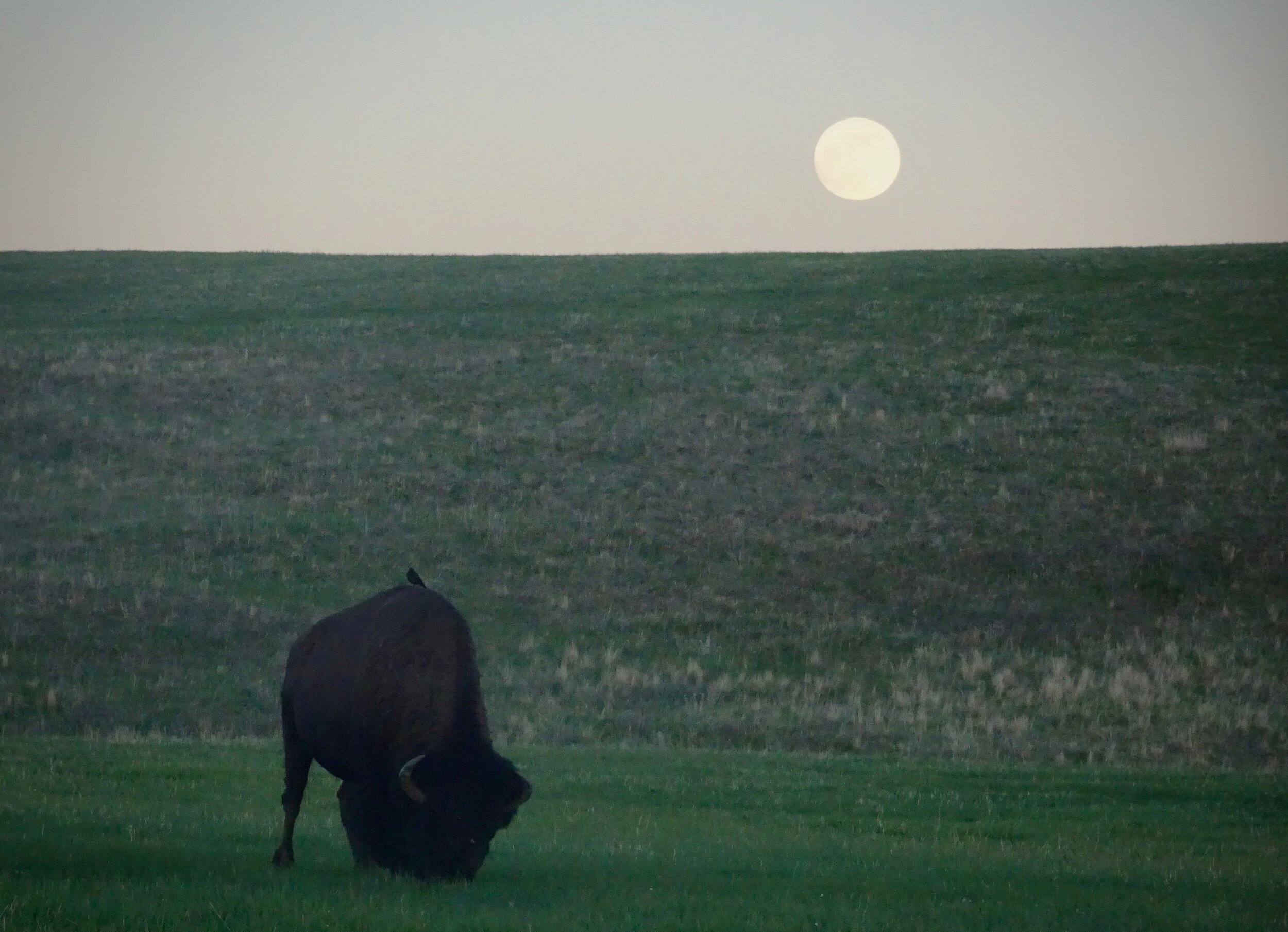 Bison (with hitchhiking bird) in the rising full moon in Custer State Park, SD  Photo by Karen Boudreaux, 5/25/21