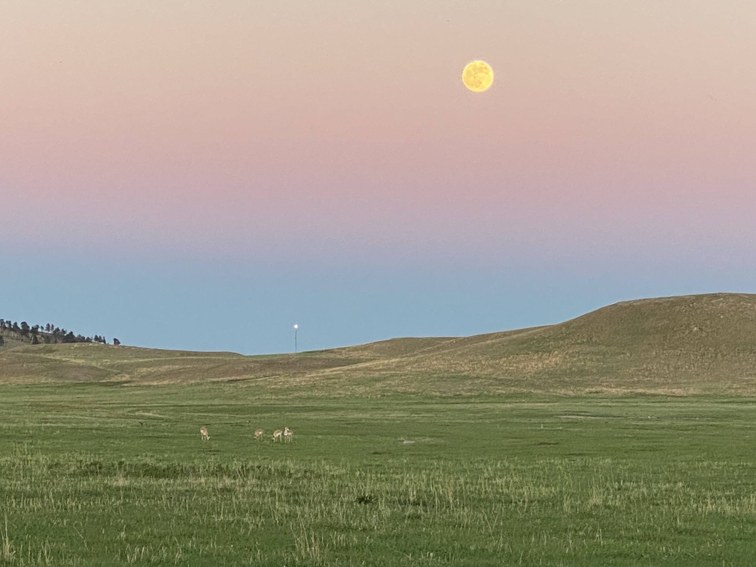 Pronghorn with Rising Full Moon, Custer State Park, SD.  Photo by Karen Boudreaux, 5/25/21
