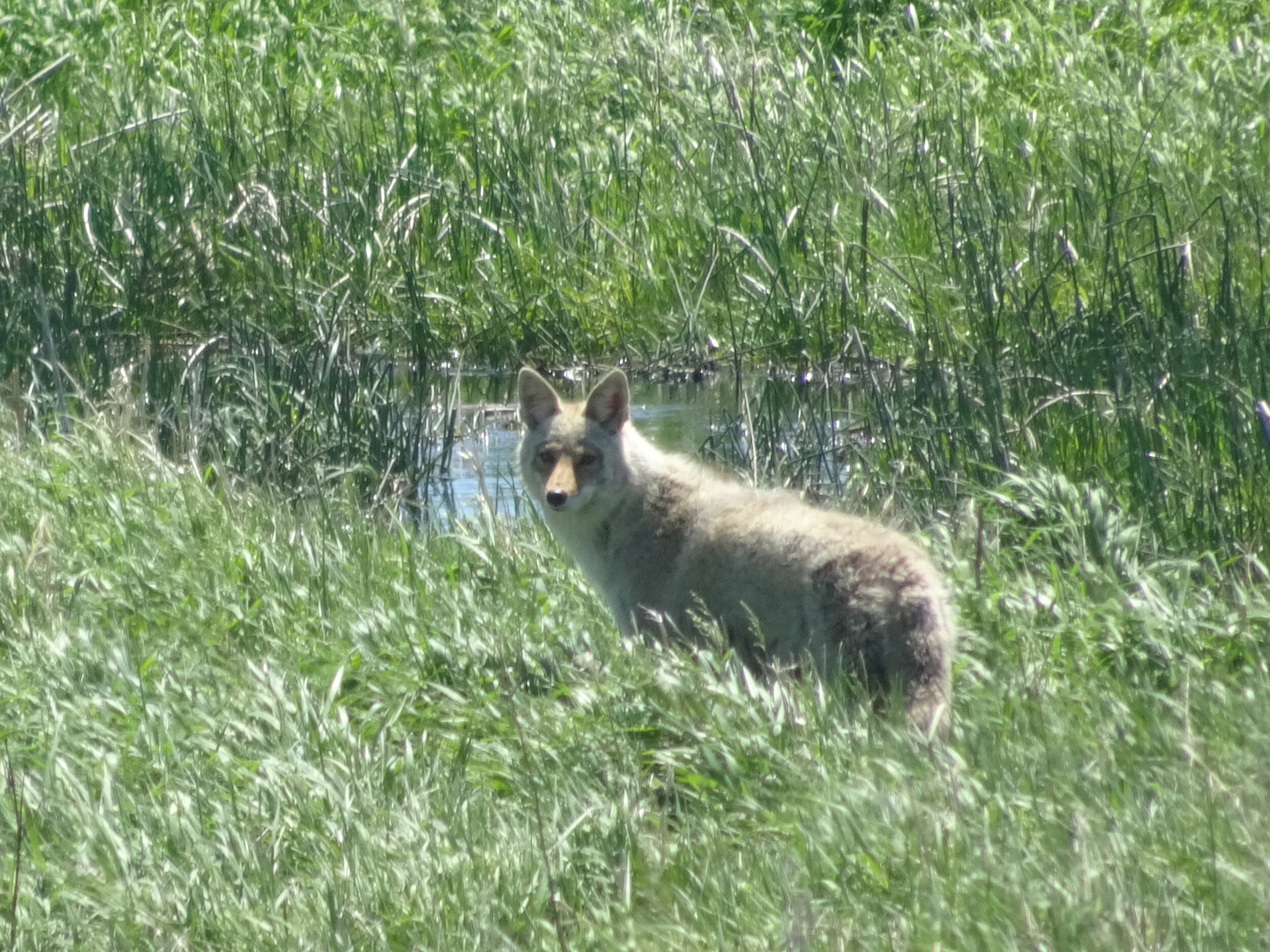 Coyote in Cherry County, Nebraska.  Photo by Karen Boudreaux, 5/25/21