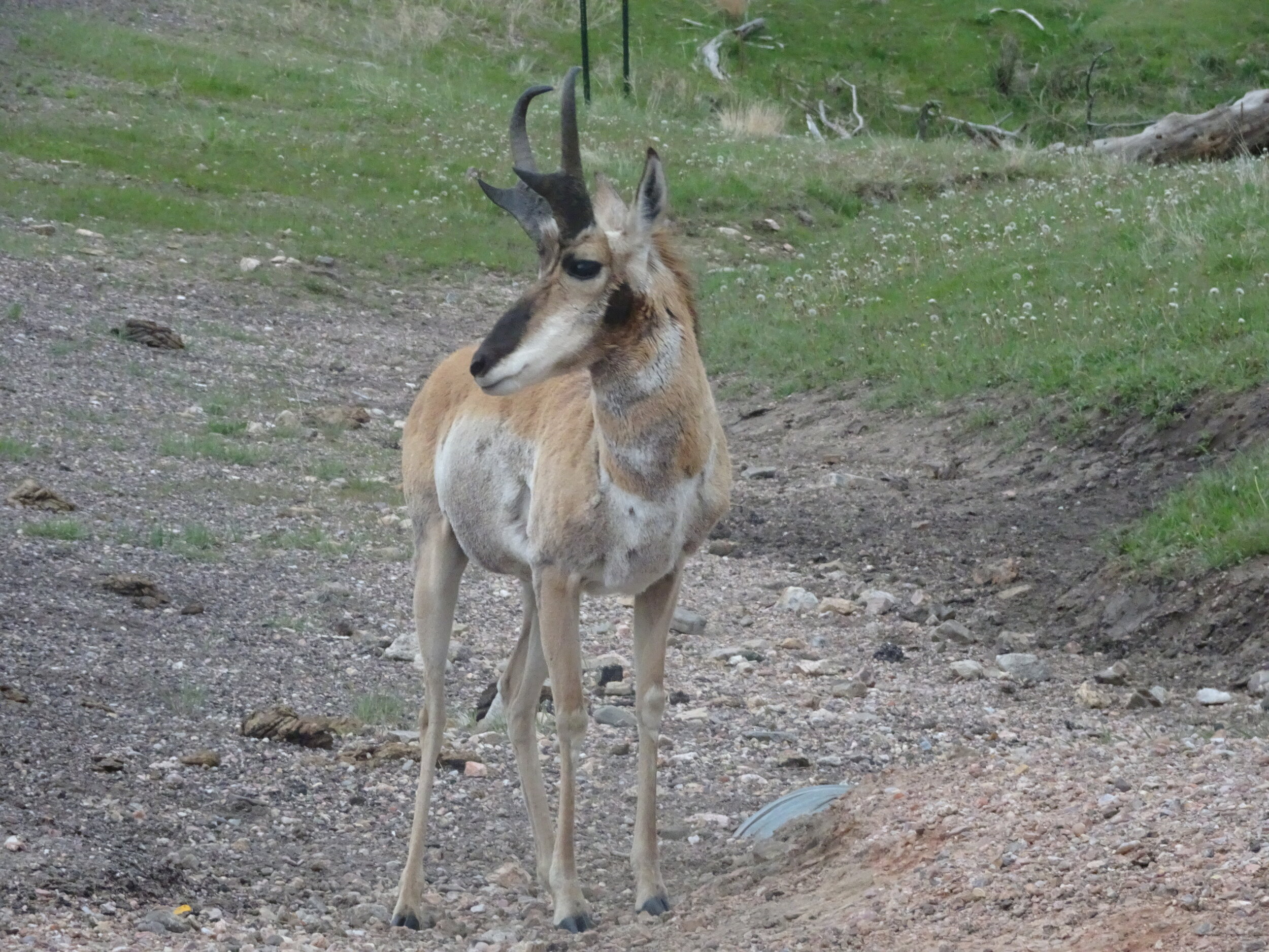 Majestic pronghorn right by our car on the Wildlife Loop in Custer State Park, SD.  Photo by Karen Boudreaux, May 26, 2021