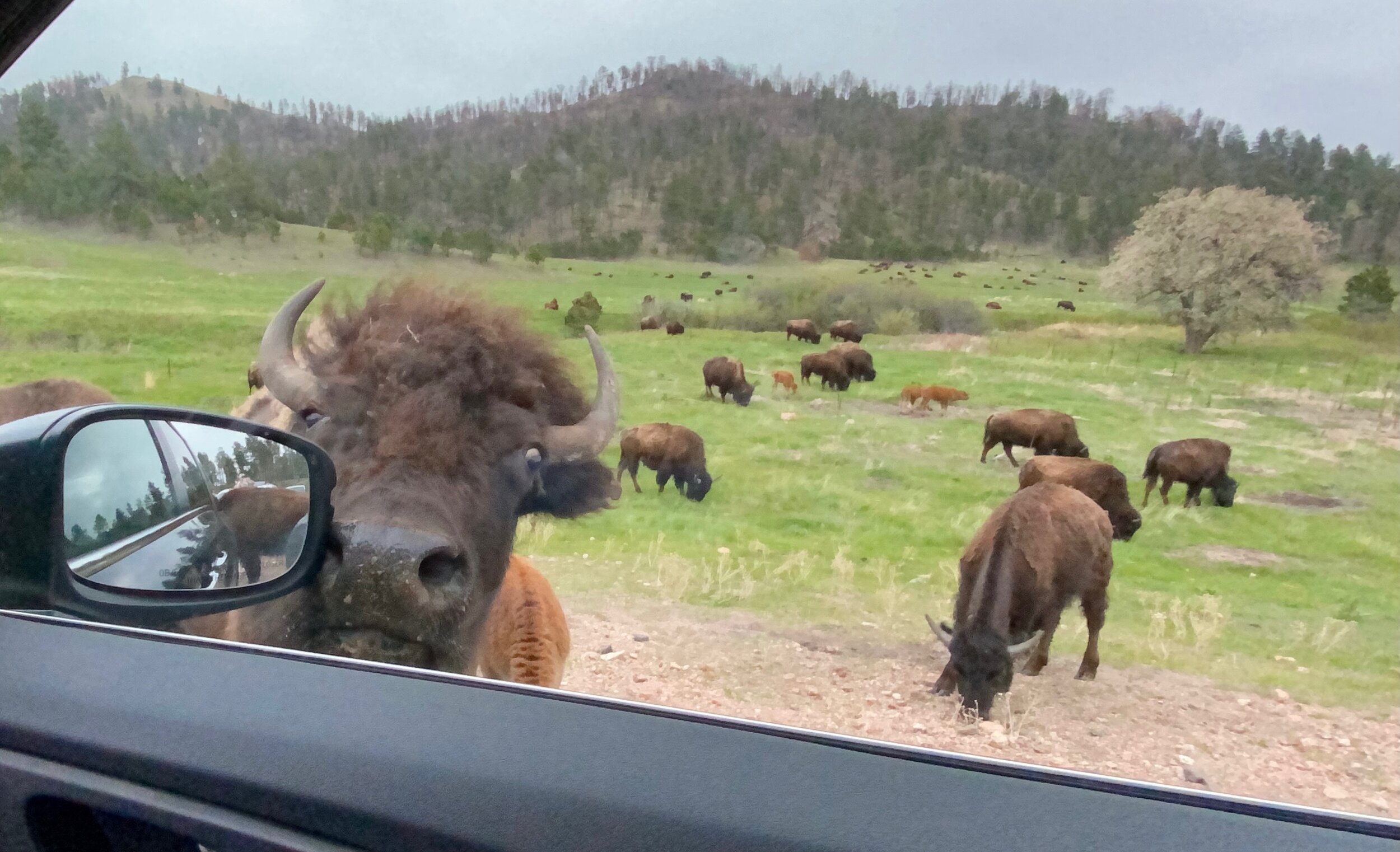 There’s a bison at my window (and we’re gonna need to wipe down that mirror)!  Photo by Karen Boudreaux, May 26, 2021