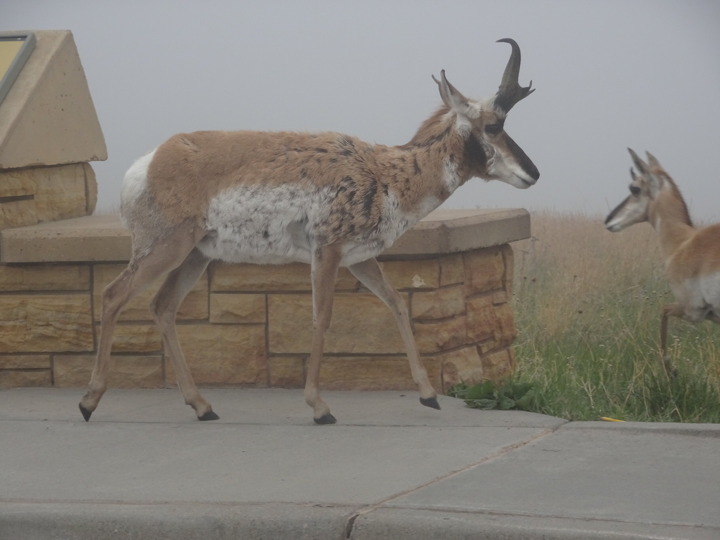 Pronghorn in the Fog at Custer State Park, S.D.   Photo by Karen Boudreaux, 5/27/21
