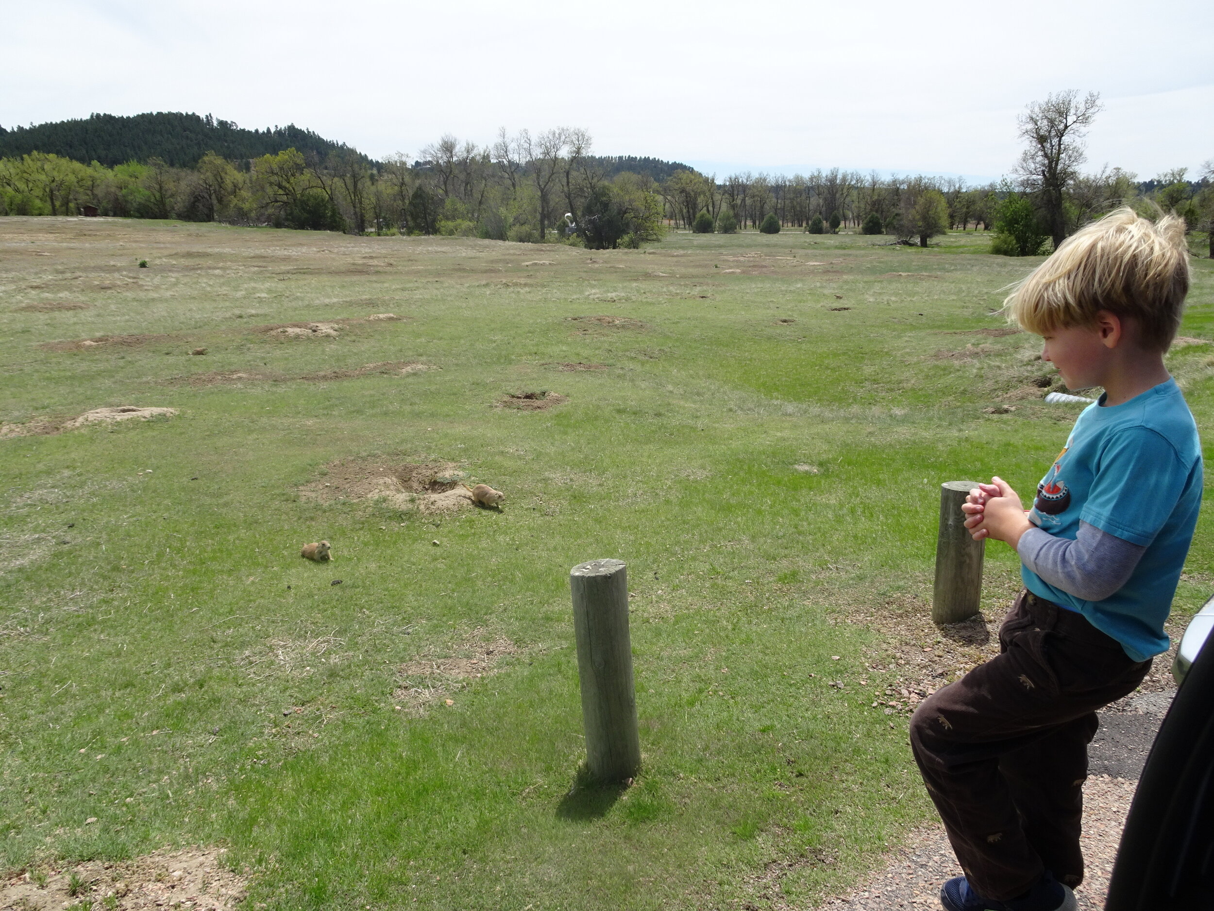 Popcorn loves prairie dogs and little rodents.  He calls them “[his] people”.  Photo by Karen Boudreaux, May 28, 2021