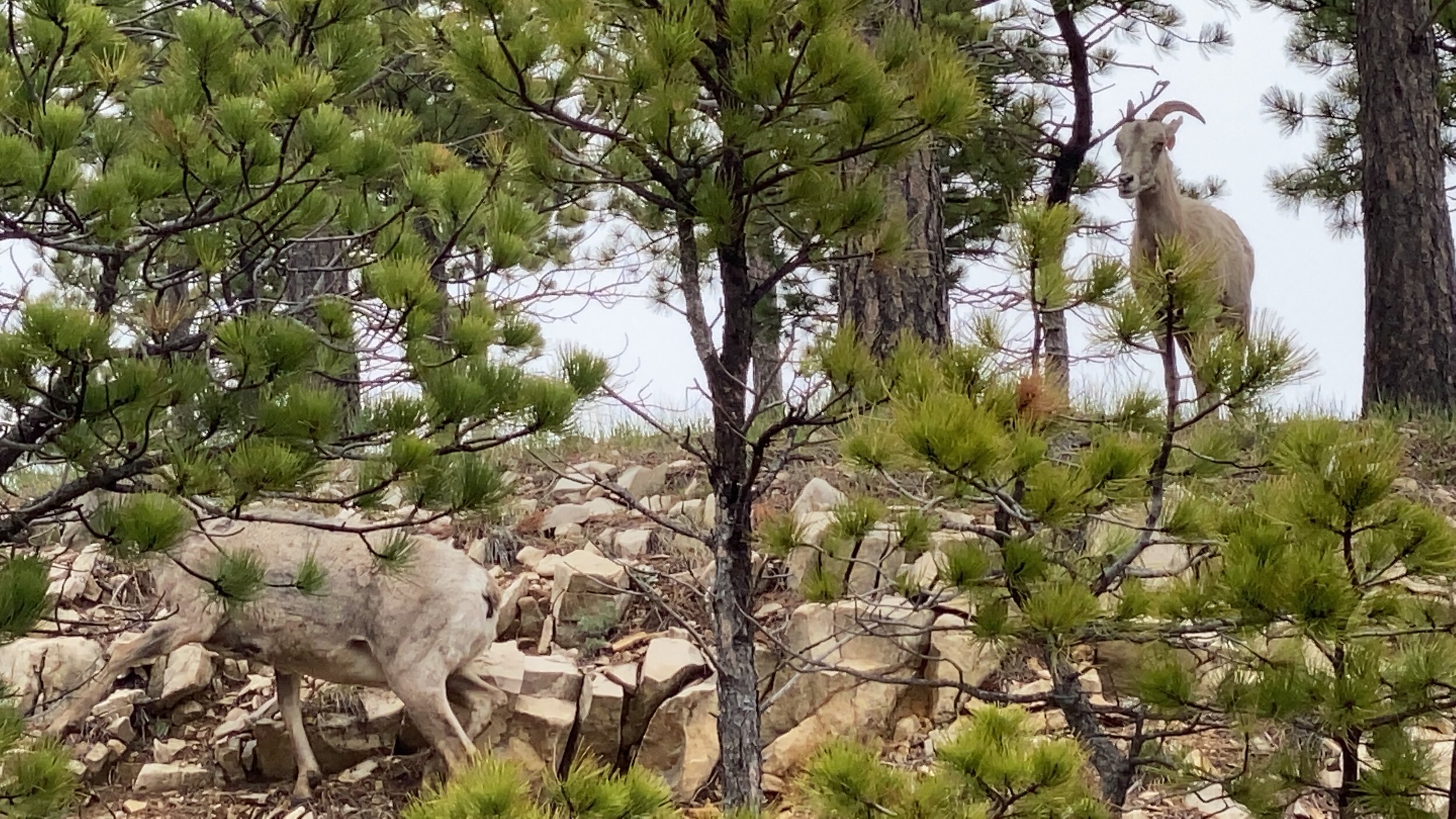 One big horn ewe waits for her friend to climb up and join her.  Black Hills National Forest.  Photo by Karen Boudreaux, May 28, 2021