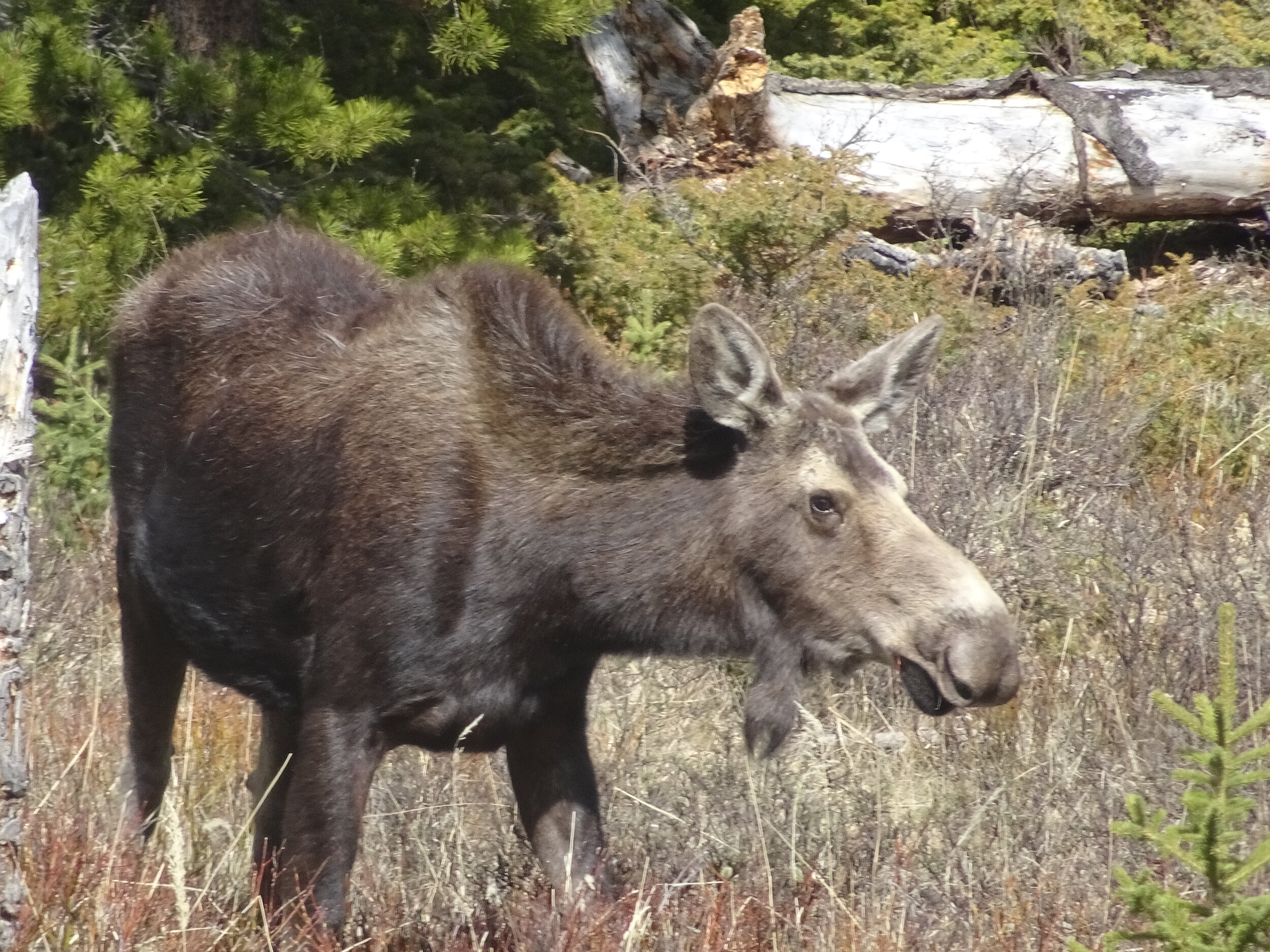 A better view of our moose in Bighorn National Forest, near Buffalo, WY.  Photo by Karen Boudreaux, May 28, 2021