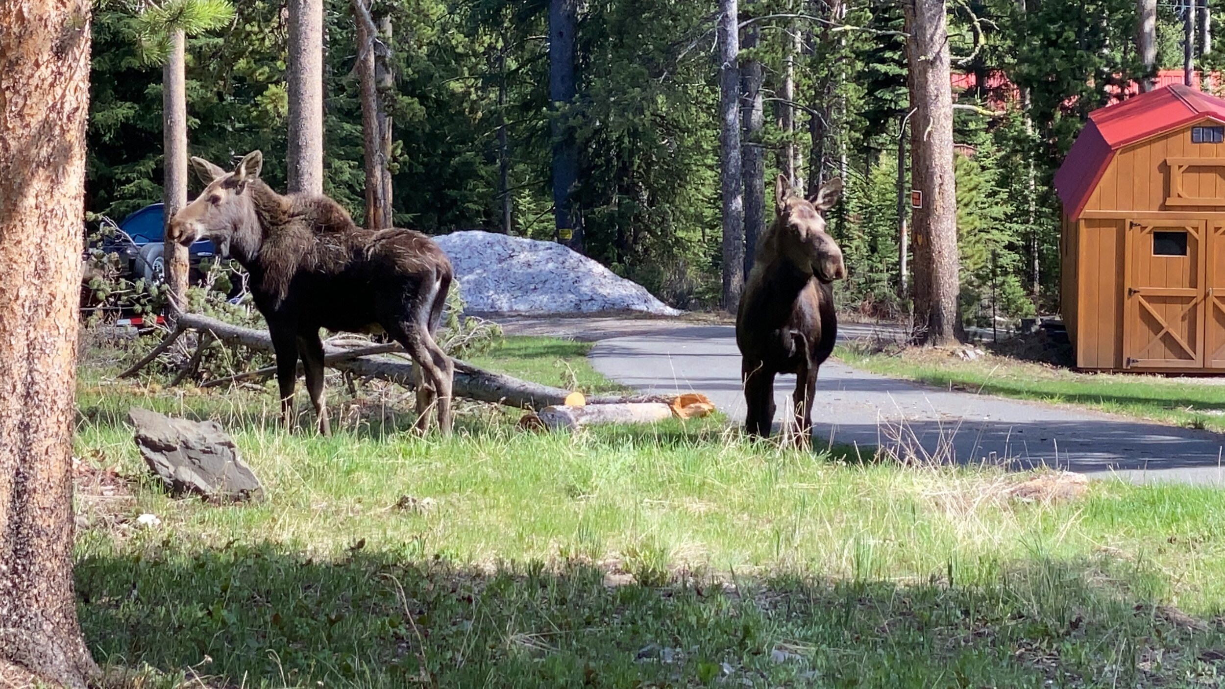 Two cow Moose behind cabins, just off the road.  Just outside of Cooke City, Custer Gallatin National Forest, Silver Gate, WY.  Photo by Karen Boudreaux, May 29, 2021