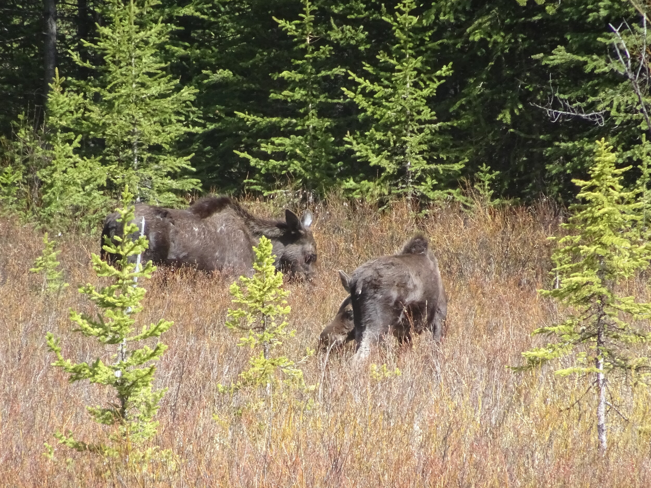 Two cow Moose in a field outside of Cooke City, Custer Gallatin National Forest, Silver Gate, WY.  Photo by Karen Boudreaux, May 29, 2021