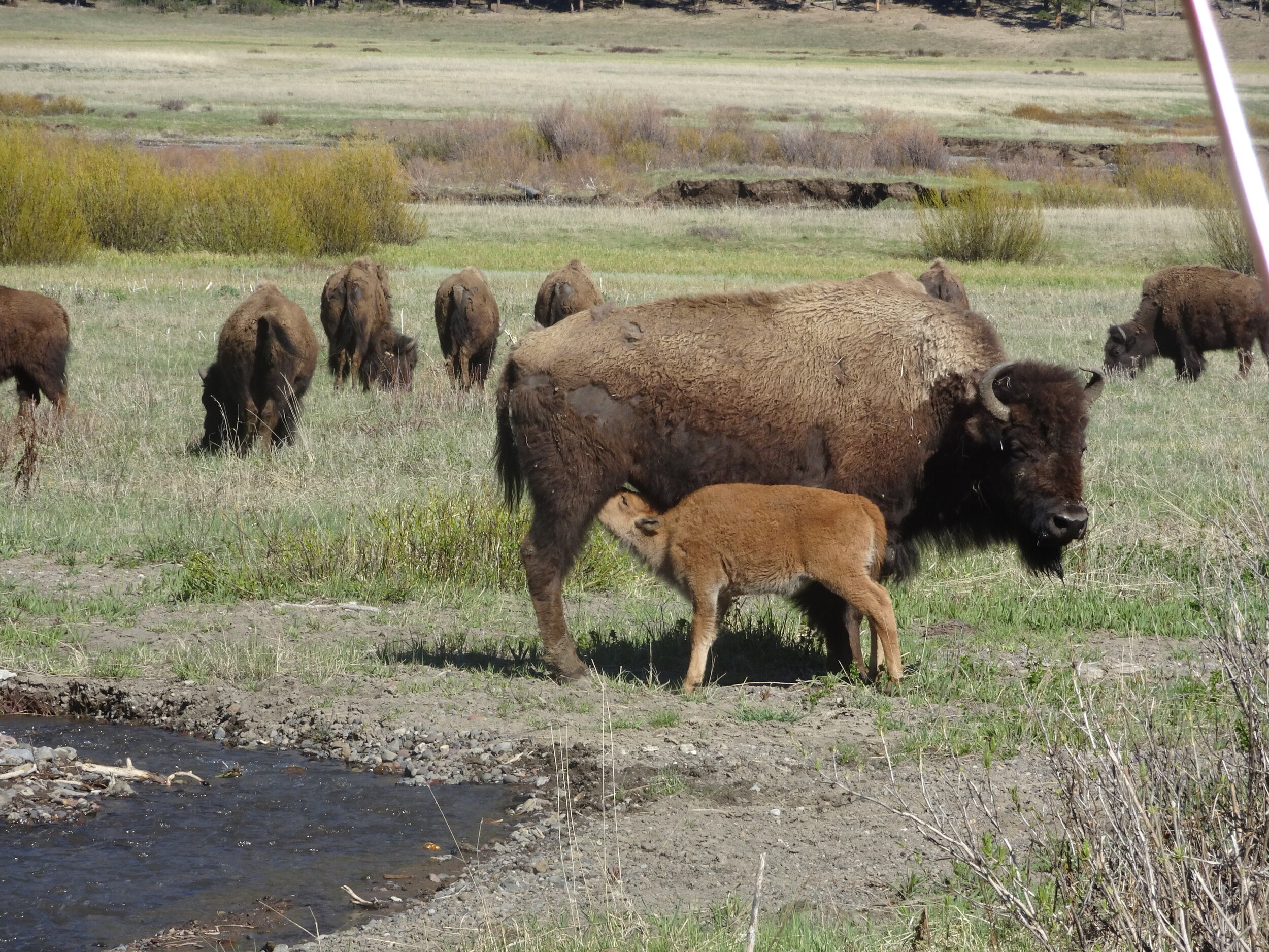 Nursing Bison in Lamar Valley, Yellowstone National Park.  Photo by Karen Boudreaux, May 29, 2021