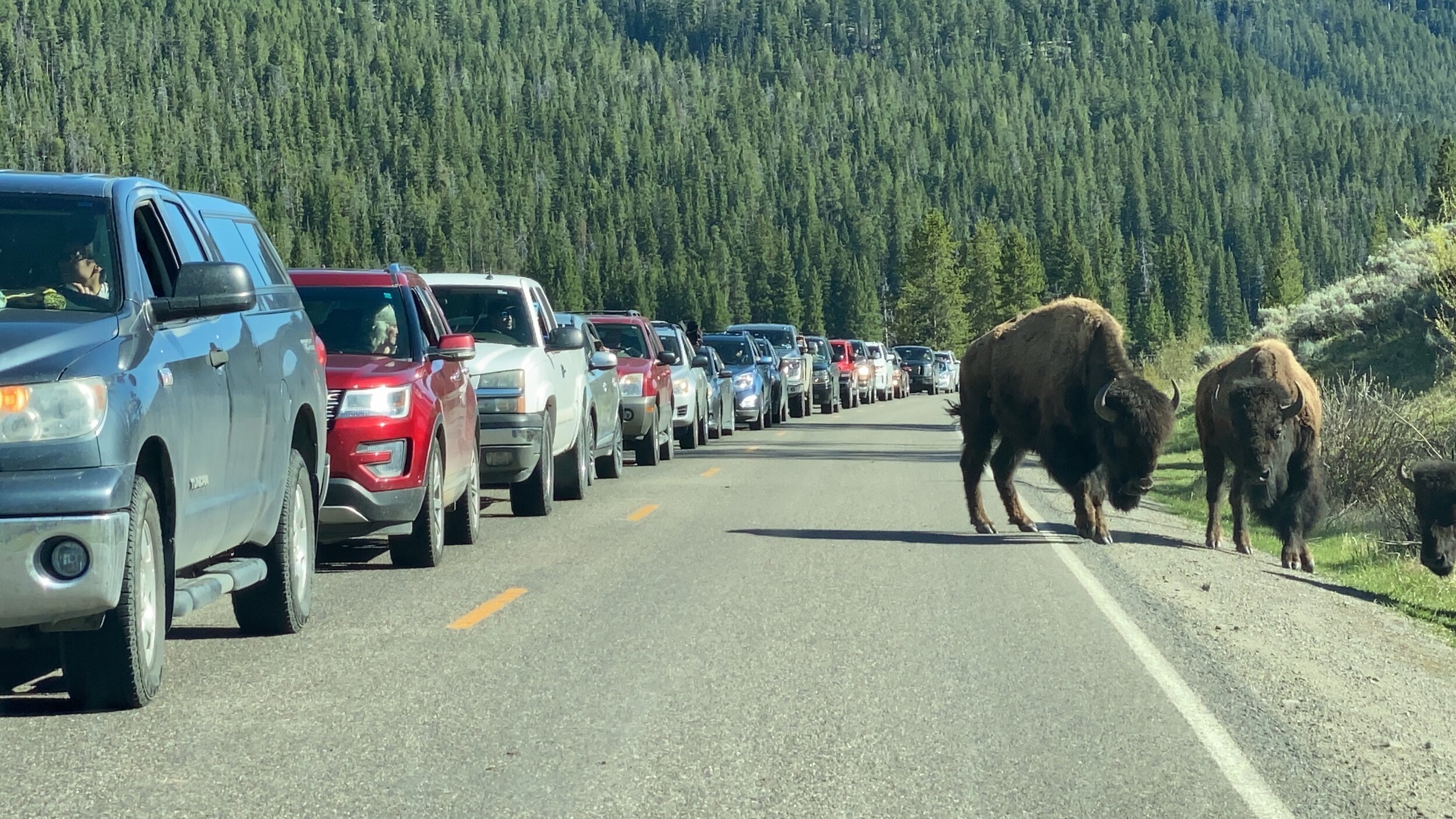 A (fairly small for YNP) traffic jam watches this bison herd along and on the road in Lamar Valley.  Photo by Karen Boudreaux, May 29, 2021