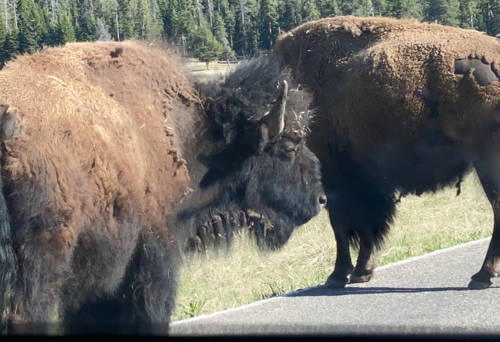 I’m pretty sure bison are my spirit animal.  This one has mastered exactly what my morning face looks like when I first wake up!  Photo by Karen Boudreaux, May 29, 2021