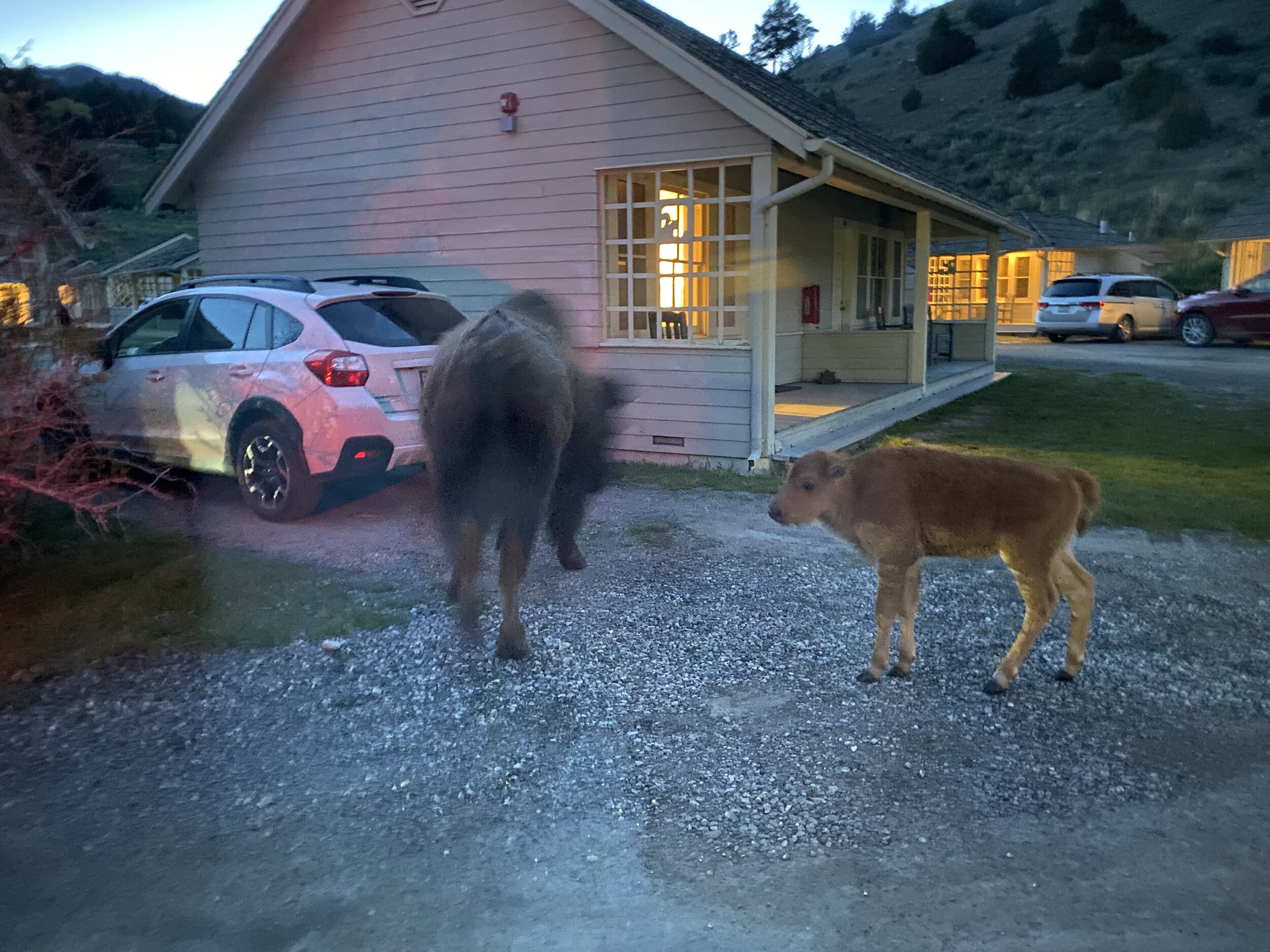 Bison walking through cabins area at Mammoth.  Photo by Karen Boudreaux, May 29, 2021