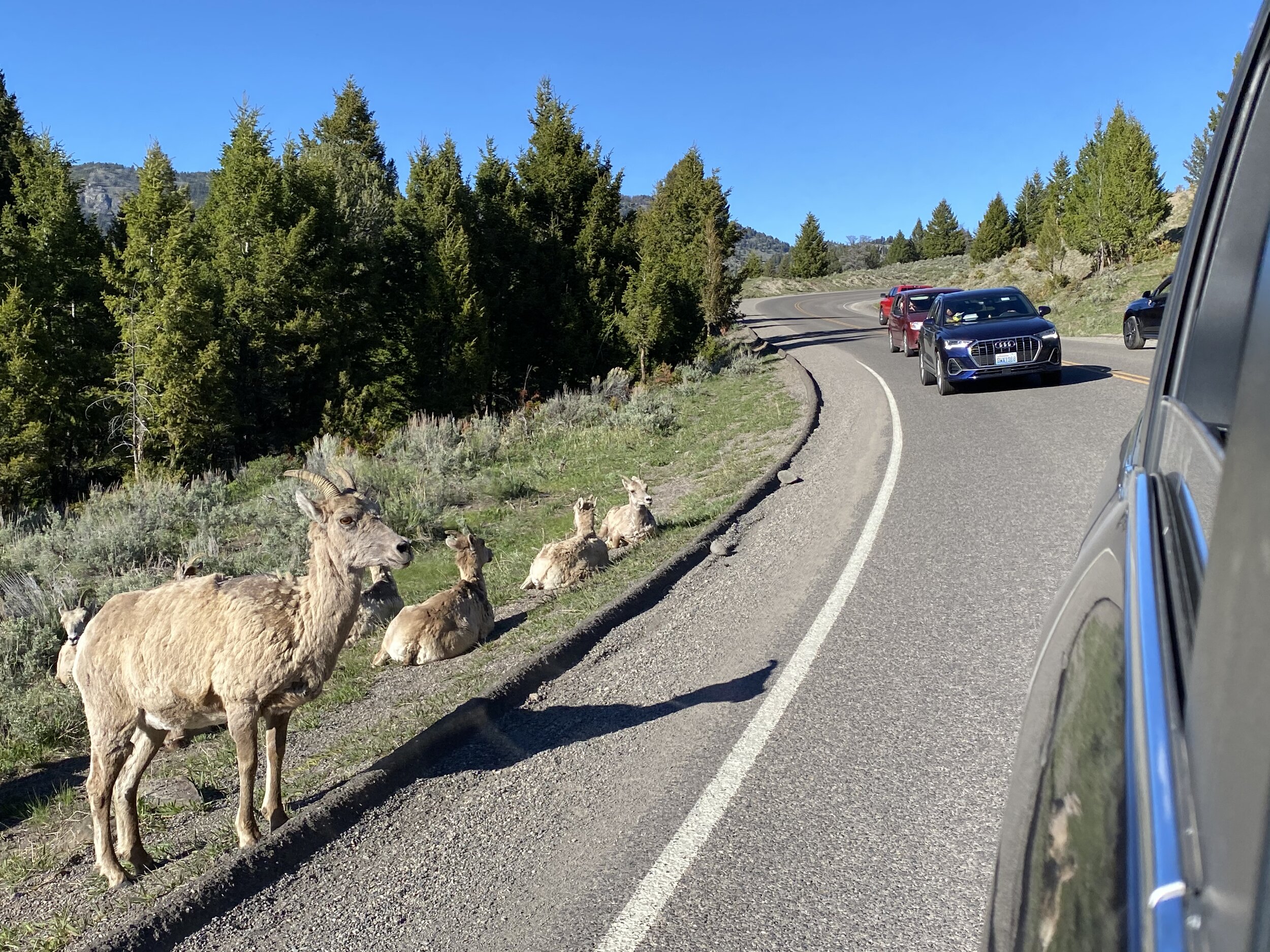 These female bighorn sheep were a great welcome to YNP!  Photo by Karen Boudreaux, May 29, 2021