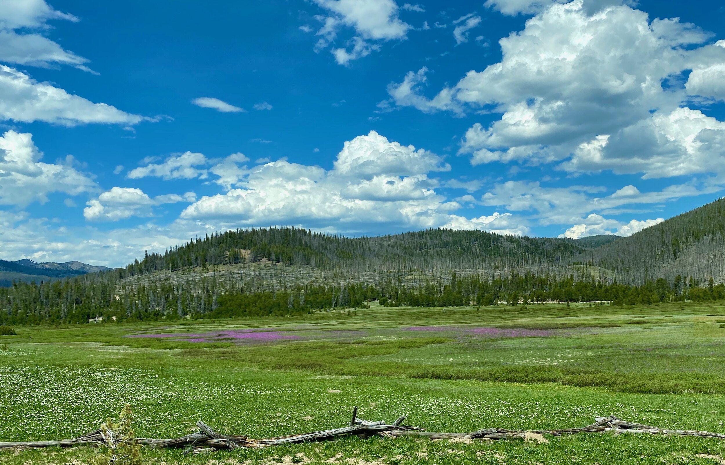 Amazing purple wildflowers in the field as we pass through the Sawtooth Mountains.  Photo by Karen Boudreaux, June 3, 2021