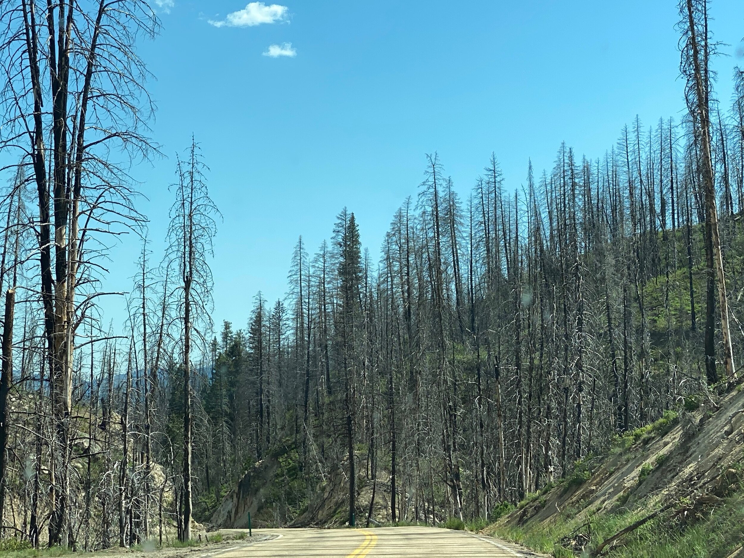 Lots of fire damage in the Sawtooth Mountains, Idaho.  Photo by Karen Boudreaux, June 3, 2021
