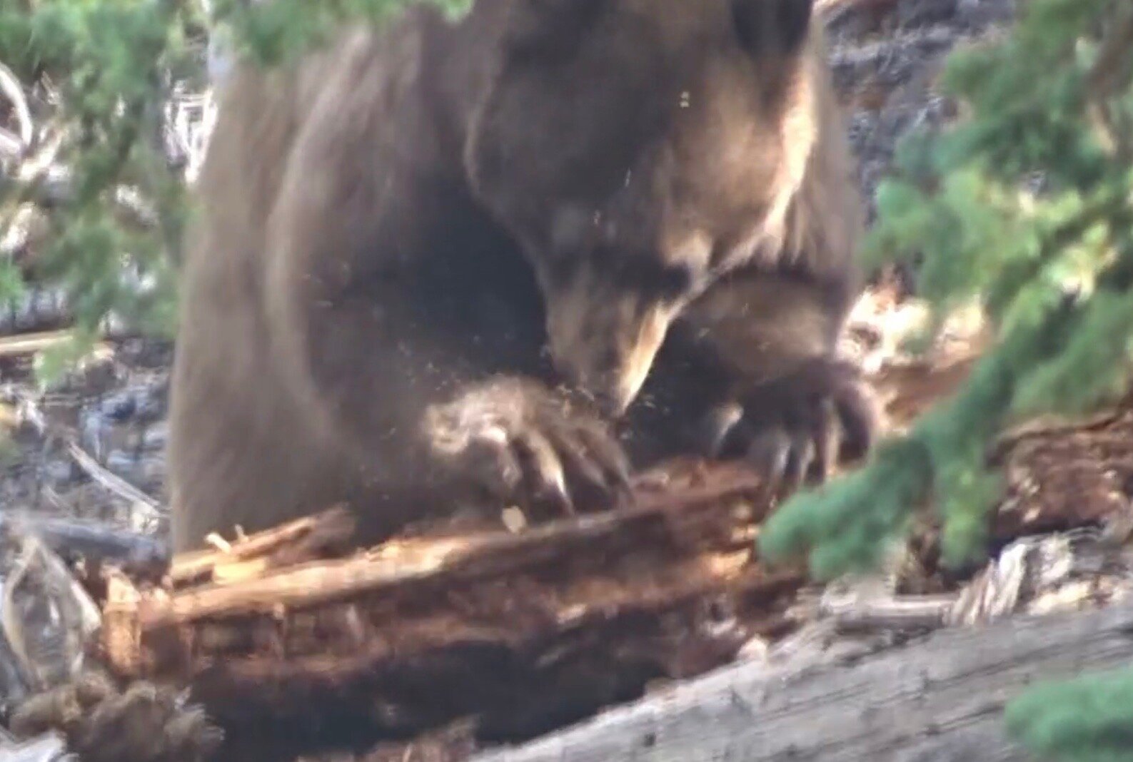 Close up of black bear in Lassen Volcanic National Park.  Clip from video (on our Instagram) by Karen Boudreaux, 6/5/21