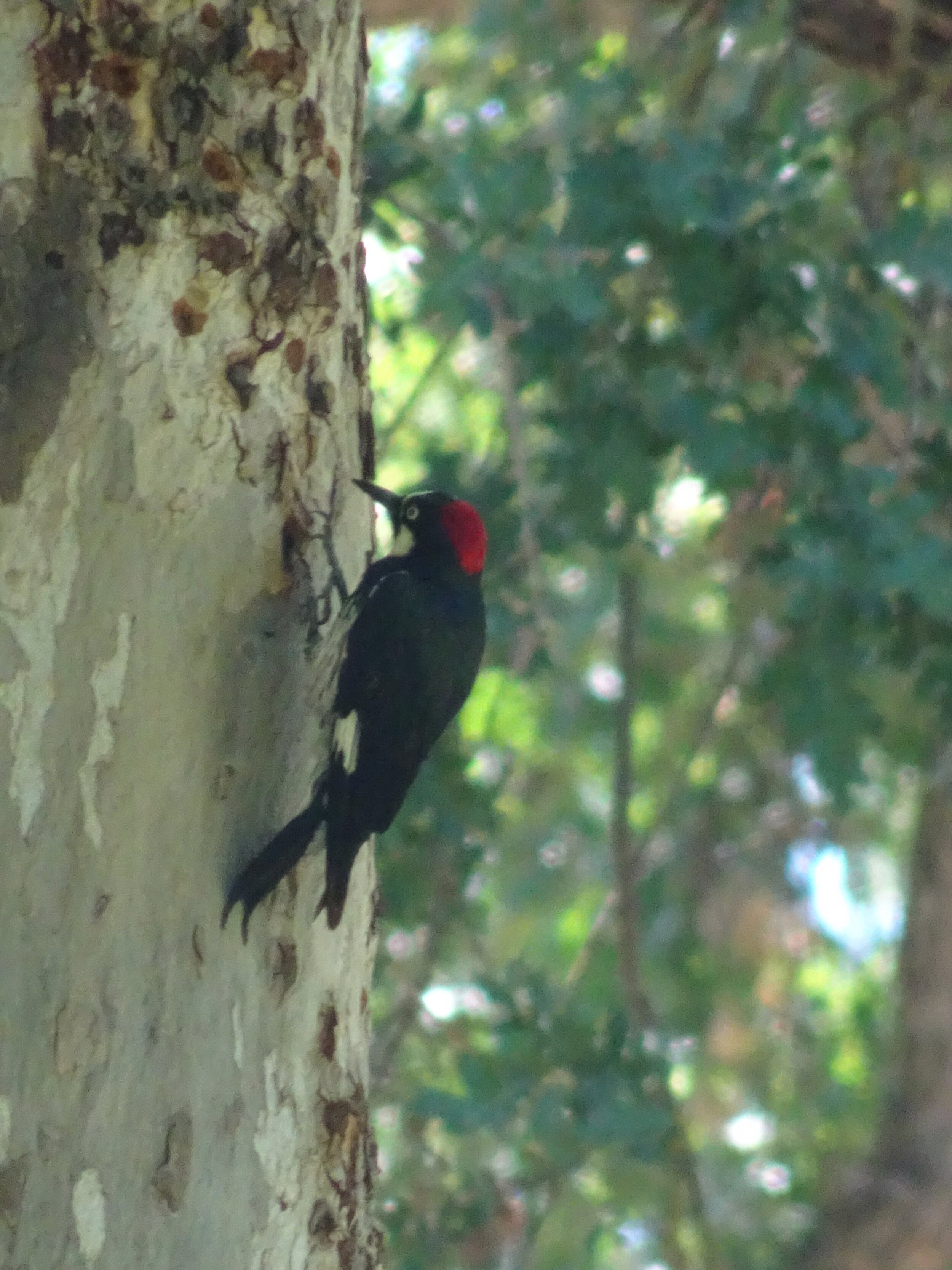 Our other wildlife spotting, a woodpecker in Bidwell Park, Chico, CA.  Photo by Karen Boudreaux, June 6, 2021