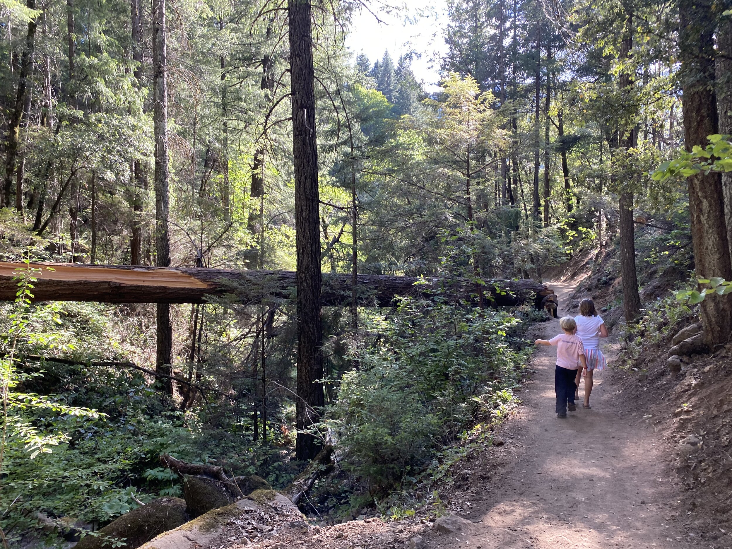The kids are excited to lead the way on many of our hikes, this one was at Hedge Creek Falls, in Dunsmuir, CA.  Photo by Karen Boudreaux, June 7, 2021
