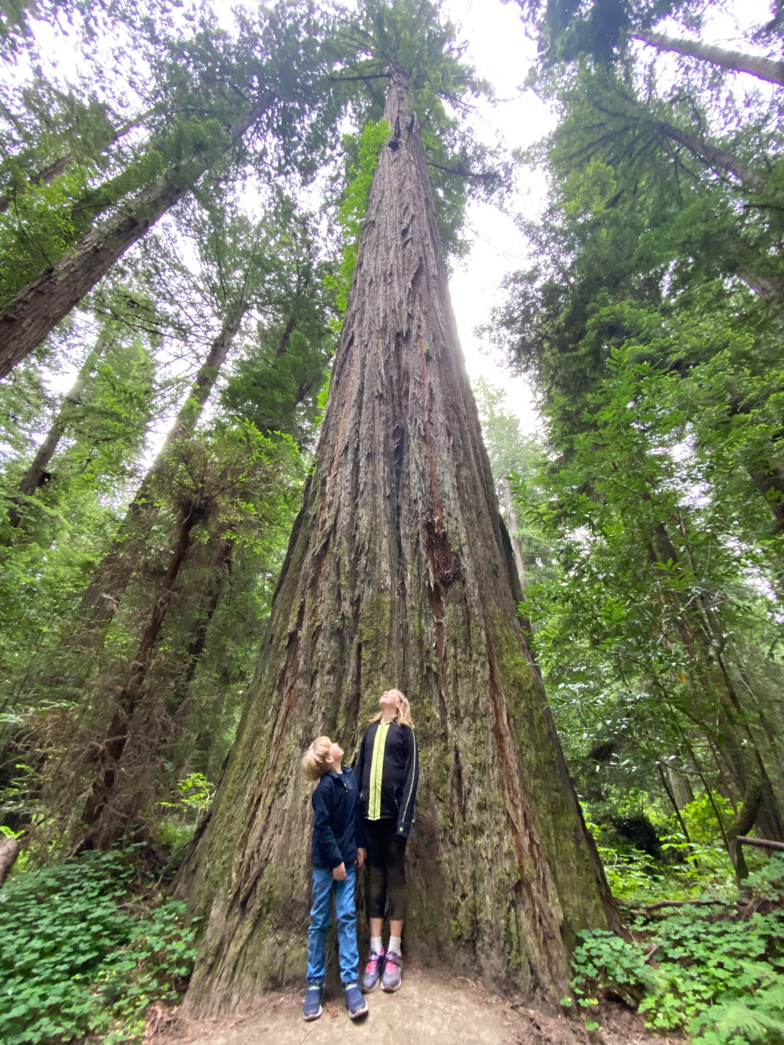 The kids are impressed with not being able to see to the top of these trees!  Photo by Karen Boudreaux, June 11, 2021