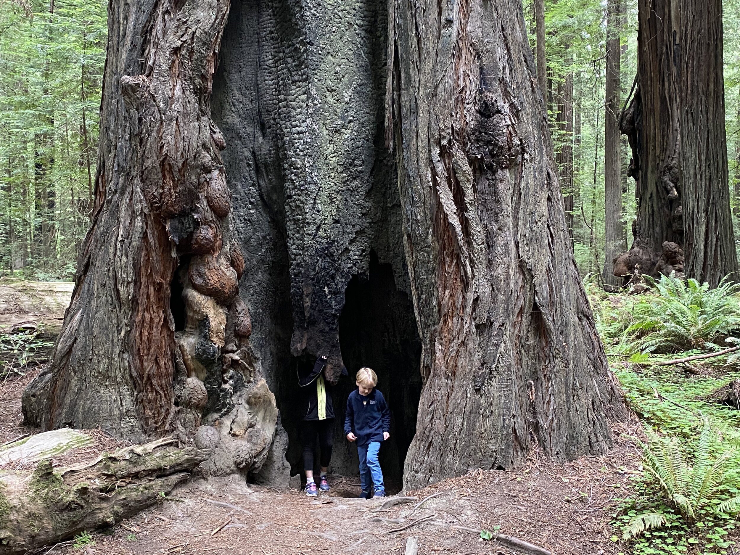 We found numerous places we could “shelter” if we got lost in a Redwoods forest! Photo by Karen Boudreaux, June 11, 2021