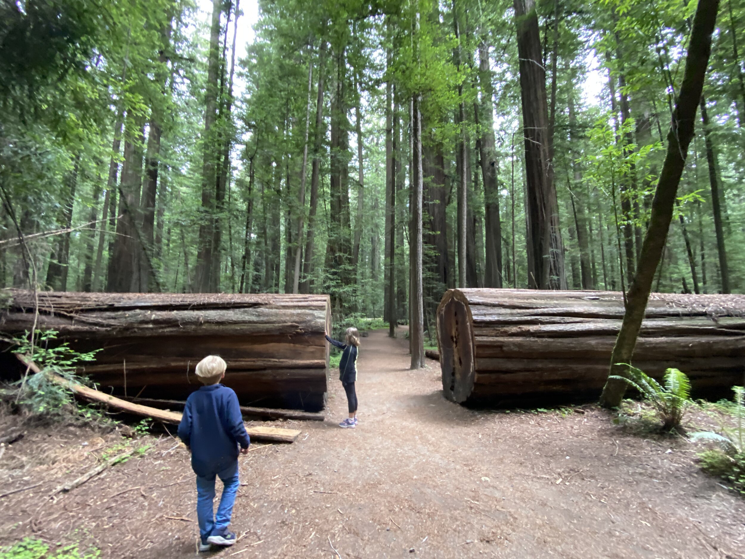This Redwood fell across the path at some point and had to have a massive part cut and removed from it.  We discussed how they would have even needed to have a big machine to roll the cut piece away! Photo by Karen Boudreaux, June 11, 2021
