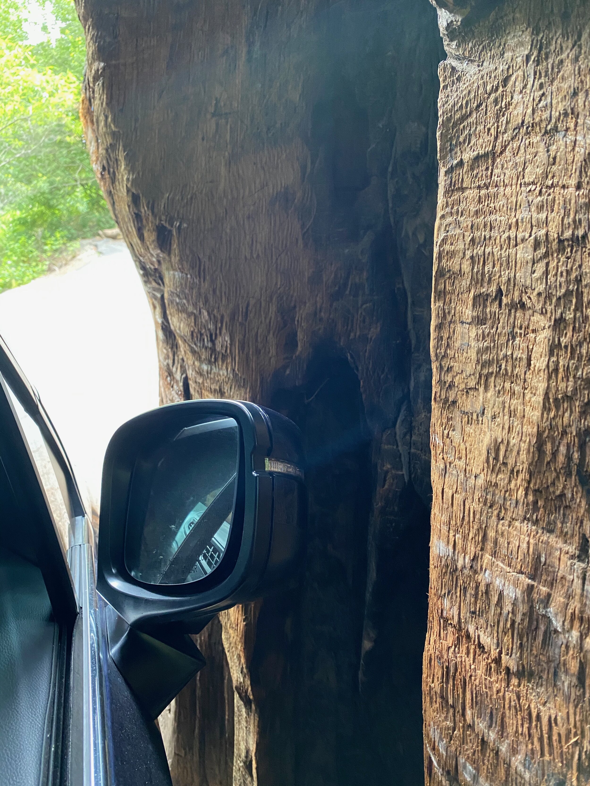 Yeah, it got kind of tight driving through this tree!  Photo by Karen Boudreaux, June 11, 2021