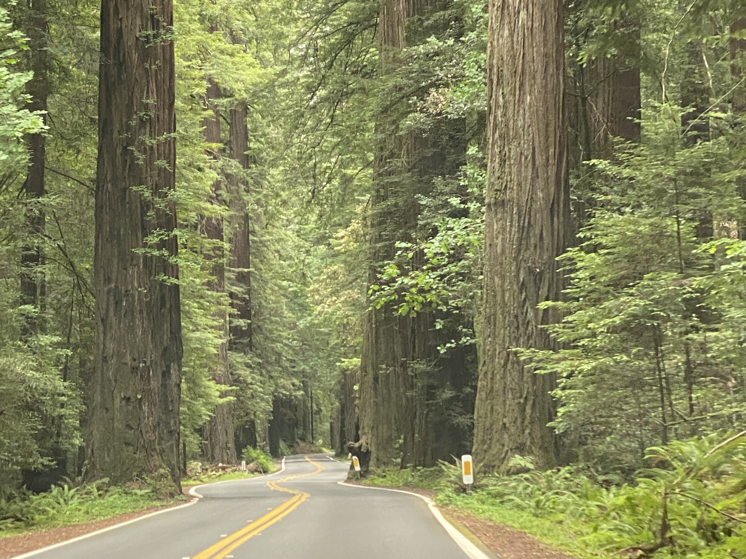 Beautiful drive through the redwoods of the Hall of Giants.  Photo by Karen Boudreaux, June 11, 2021