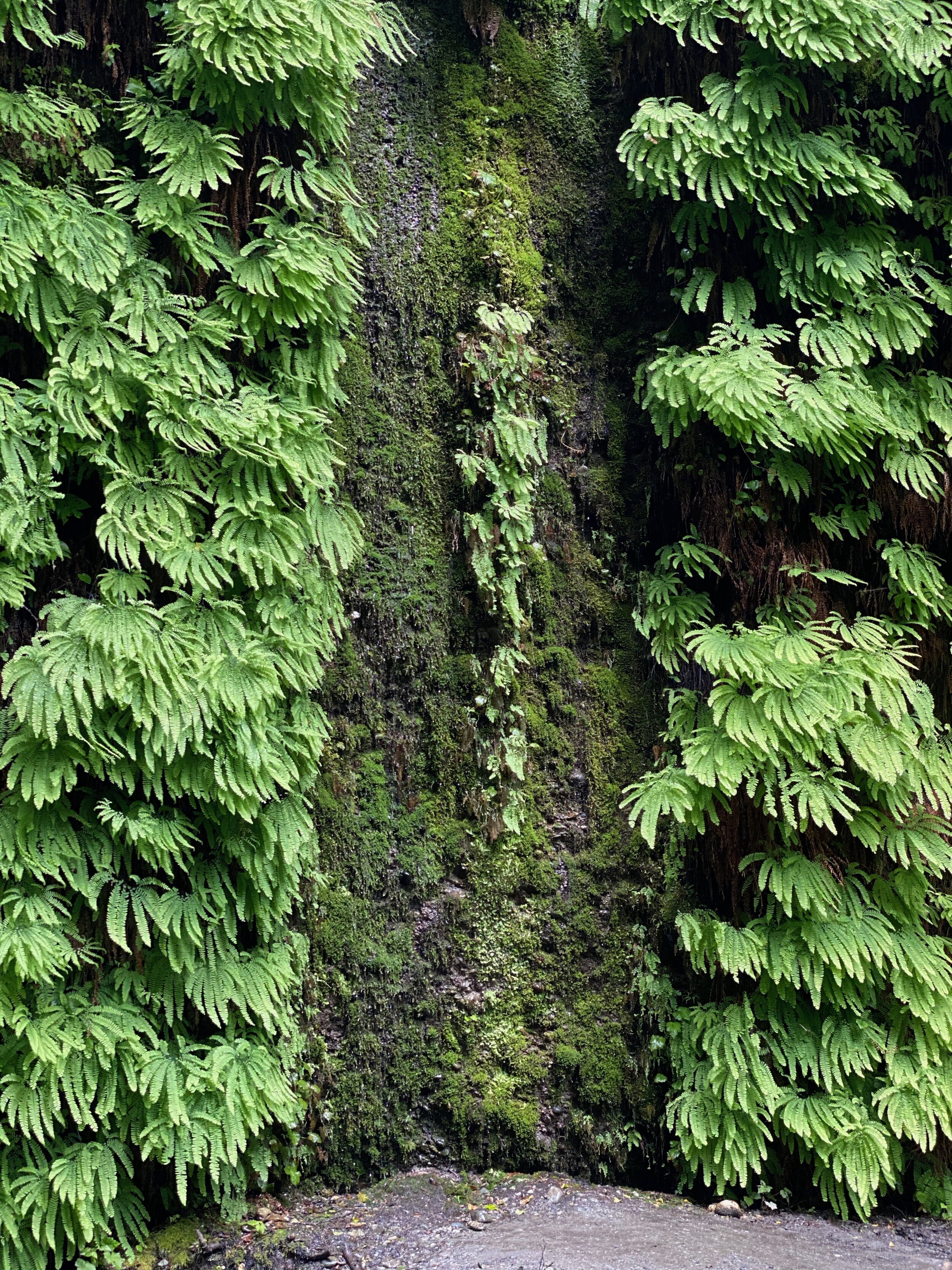 One weeping section of wall with ferns and moss in Fern Canyon.  Photo by Karen Boudreaux, June 12, 2021