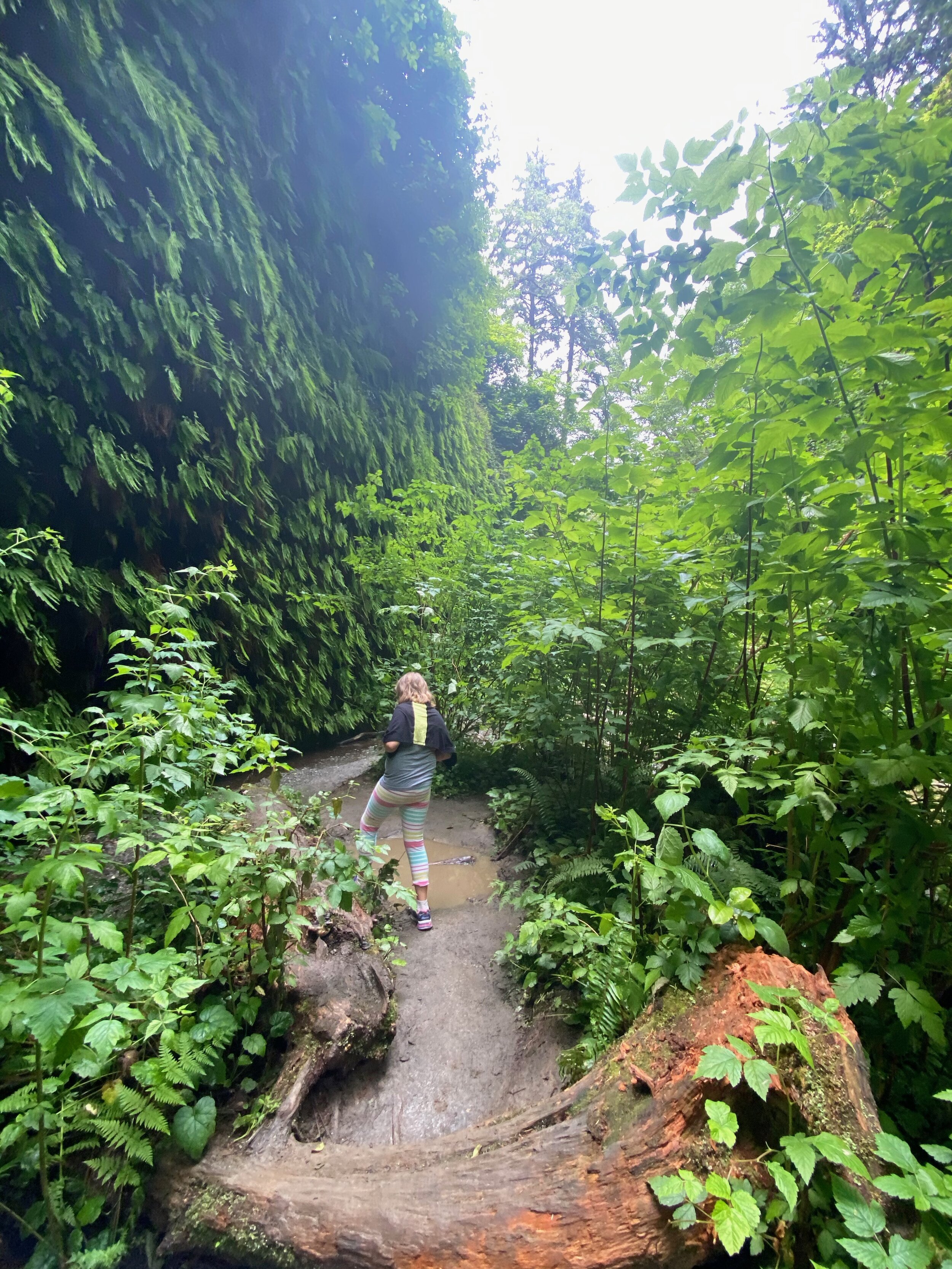 Bunny loves leading the way on our hikes, especially when the path isn’t fully defined, like here in Fern Canyon.  Photo by Karen Boudreaux, June 12, 2021