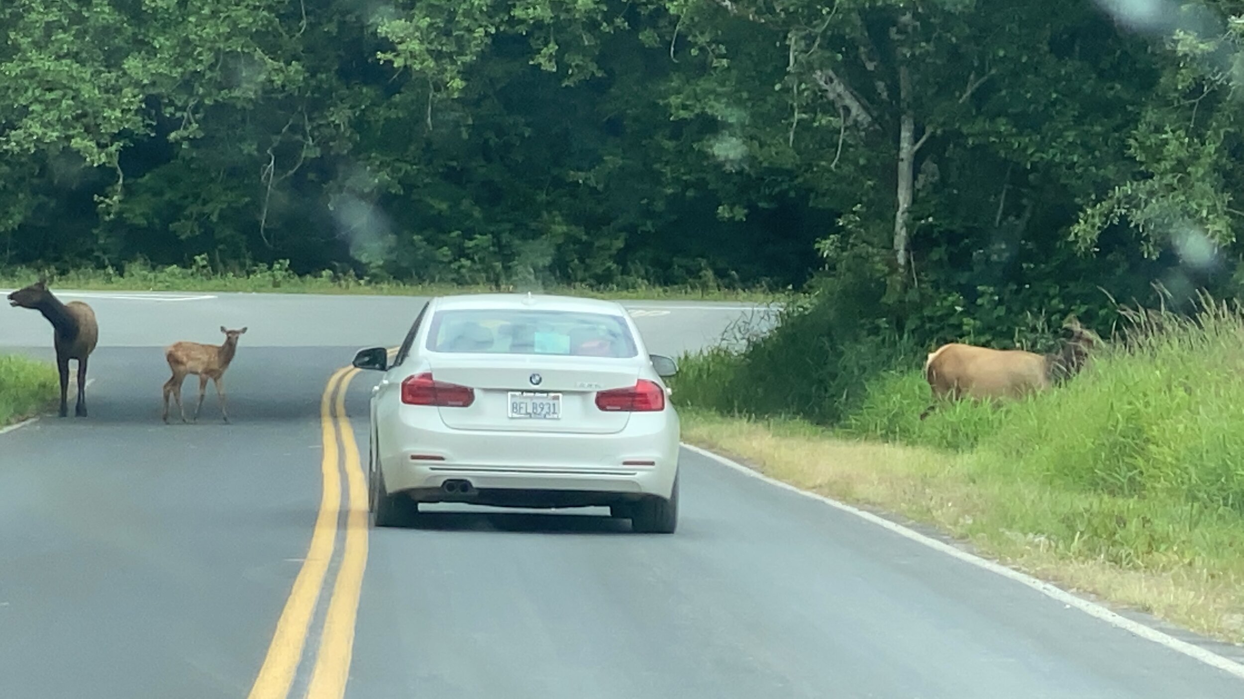 This elk acted like a crossing guard calling to the other elk to keep it moving while she had traffic stopped.  Photo by Karen Boudreaux, June 12, 2021