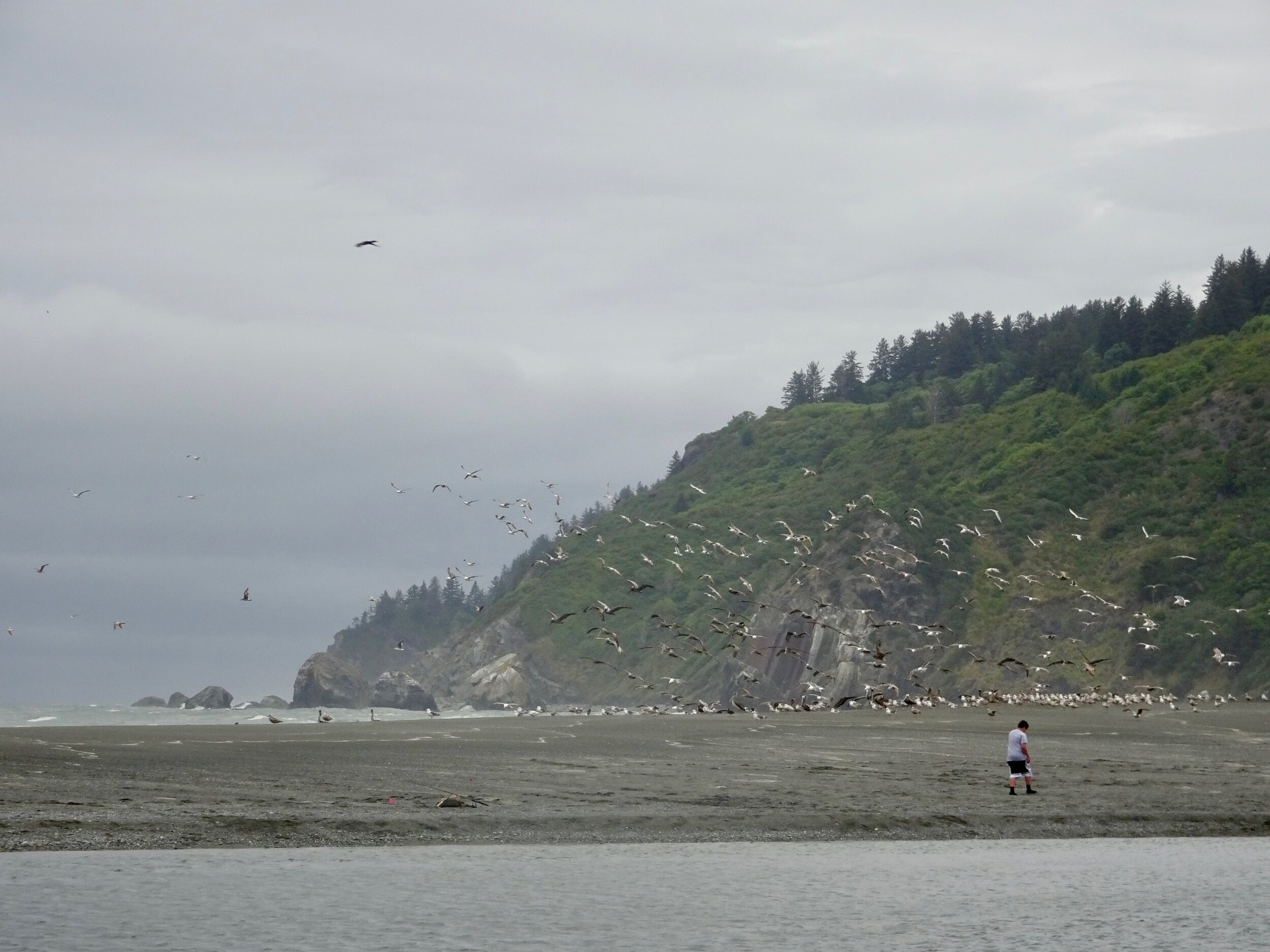 The birds were everywhere while fishing was happening.  Behind them and up top was the first overlook we sat at by the Klamath River.  Photo by Karen Boudreaux, June 12, 2021