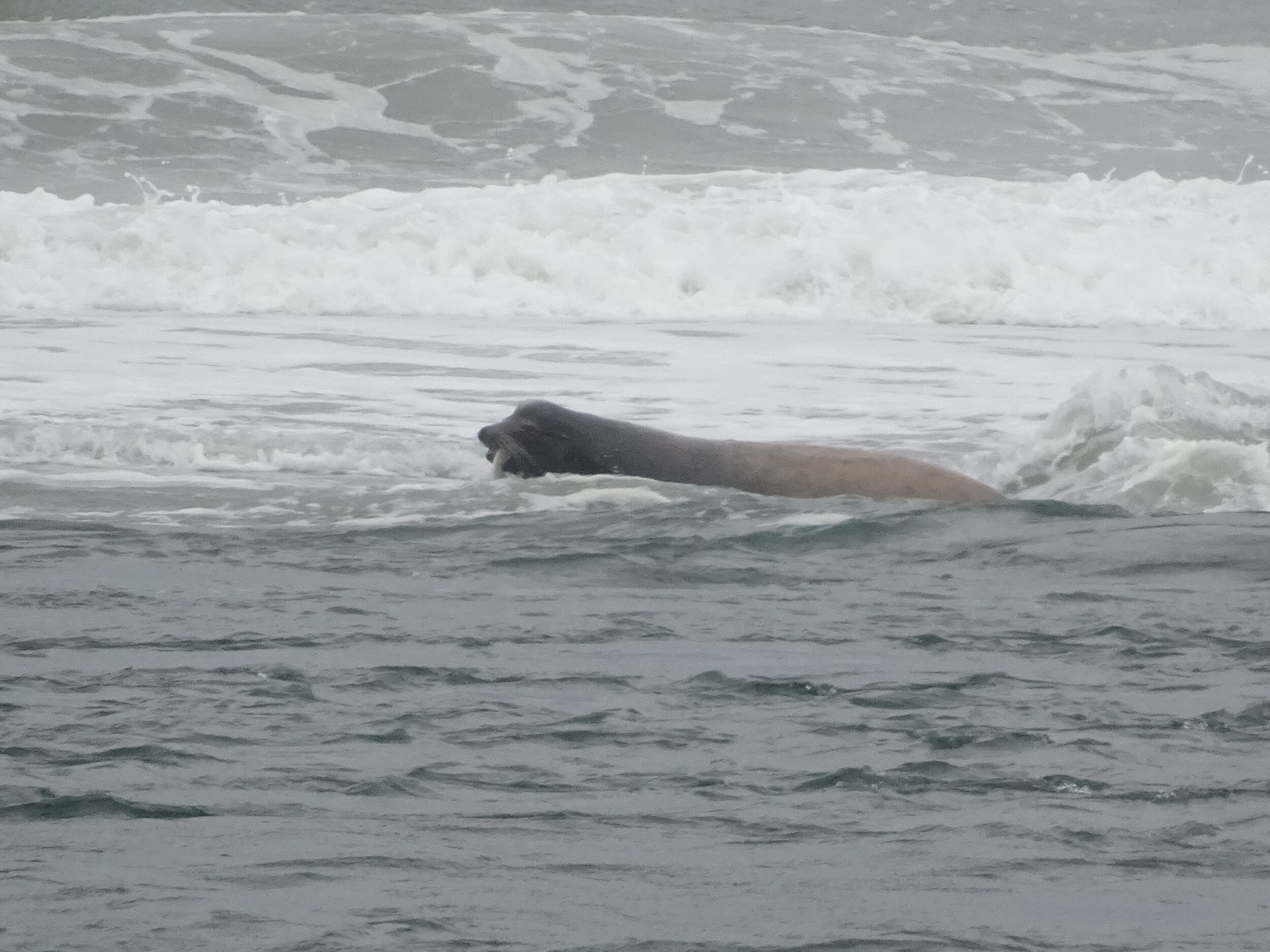 This sea lion caught a fish in the last wave that crashed over him!  Photo by Karen Boudreaux, June 12, 2021