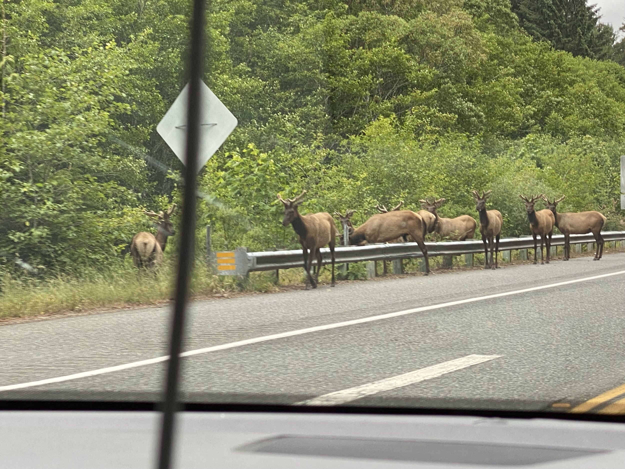 Young, male, Roosevelt Elk casually step right over the guard rail along the road.  Photo by Karen Boudreaux, June 13, 2021