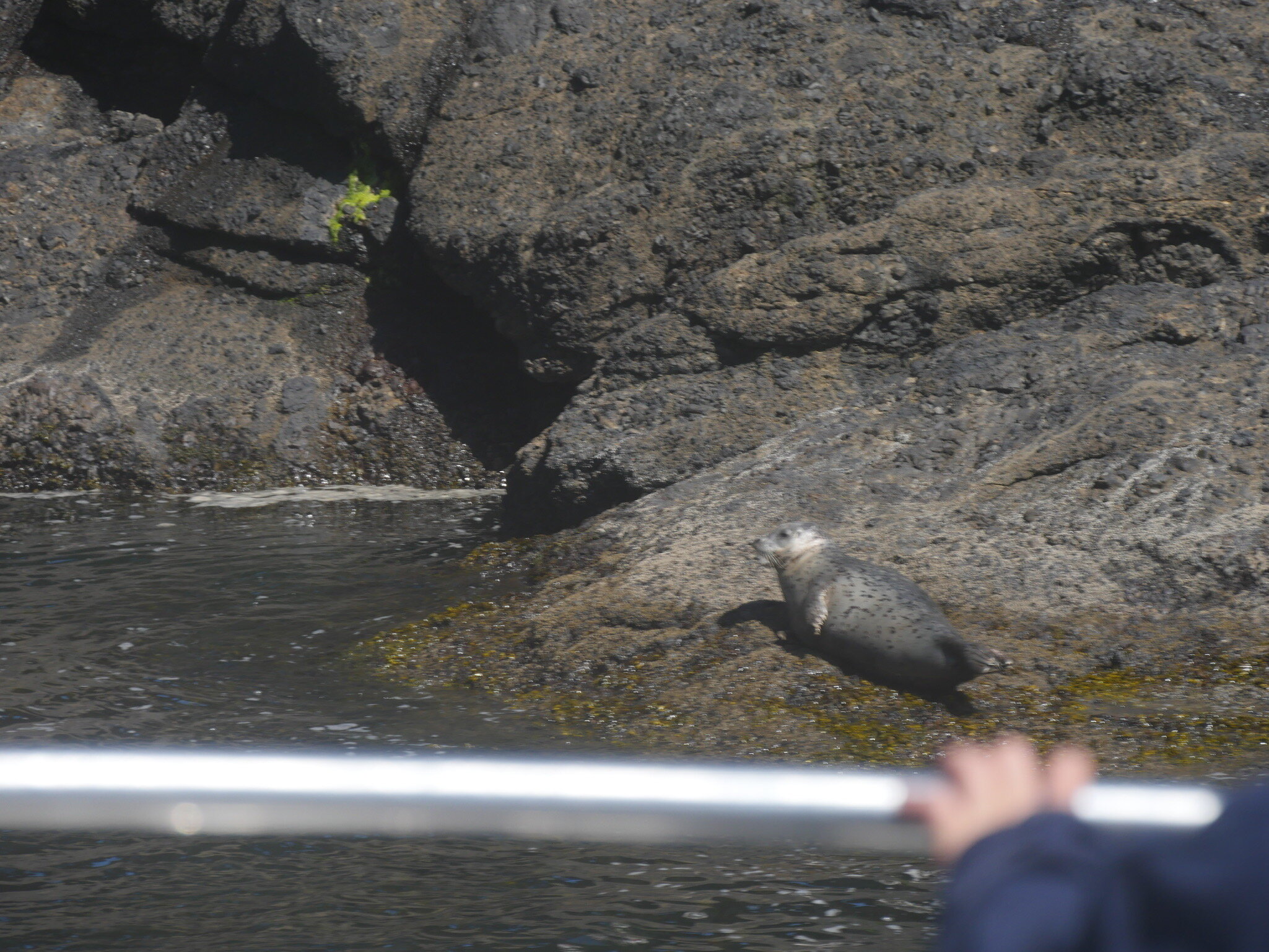 A seal relaxes as we return to the harbor at Depoe Bay.  Photo by Jude Boudreaux, June 14, 2021