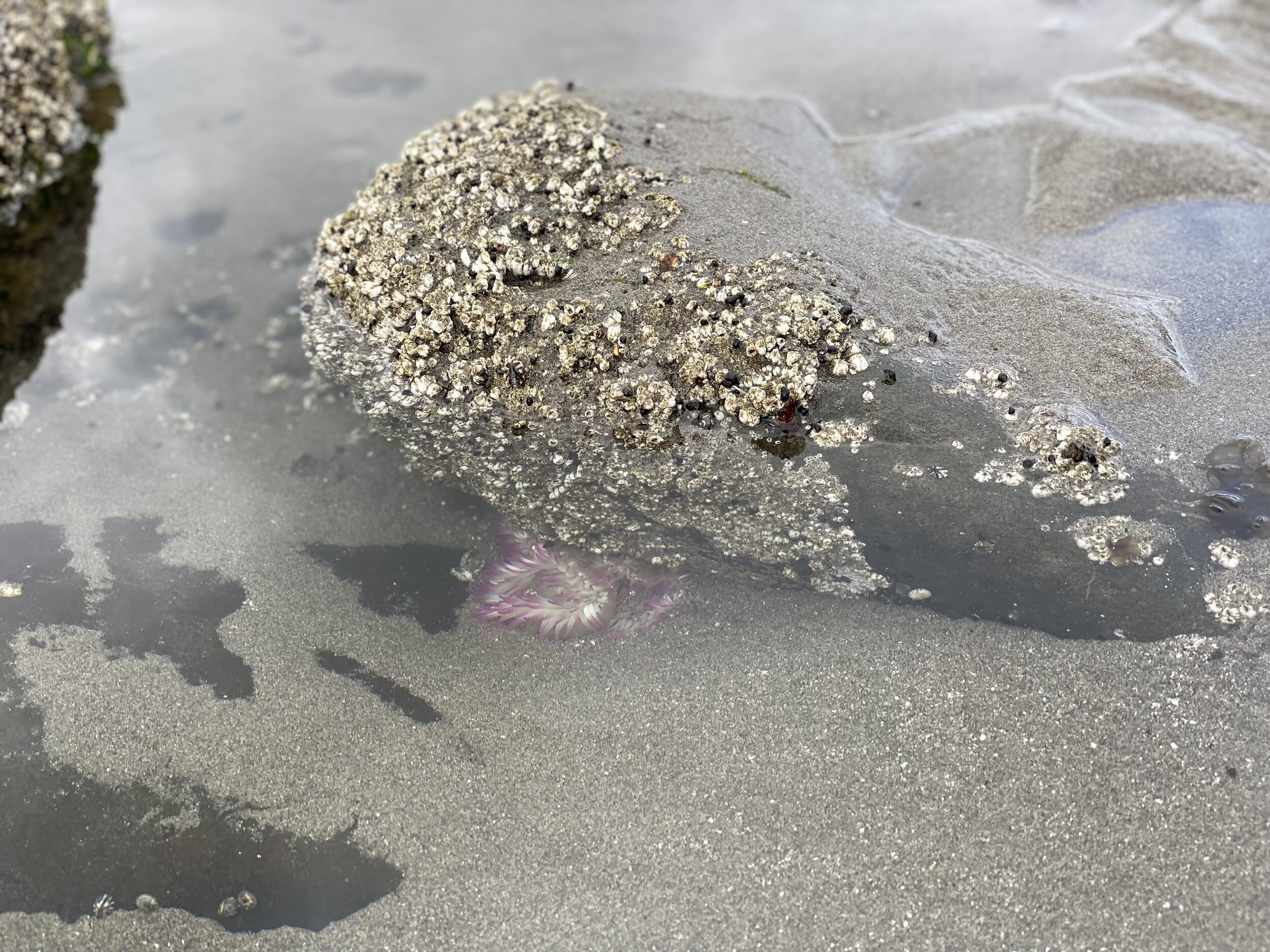 Pink sea anemone hid under a barnacle-covered rock.  Photo by Karen Boudreaux, June 15, 2021