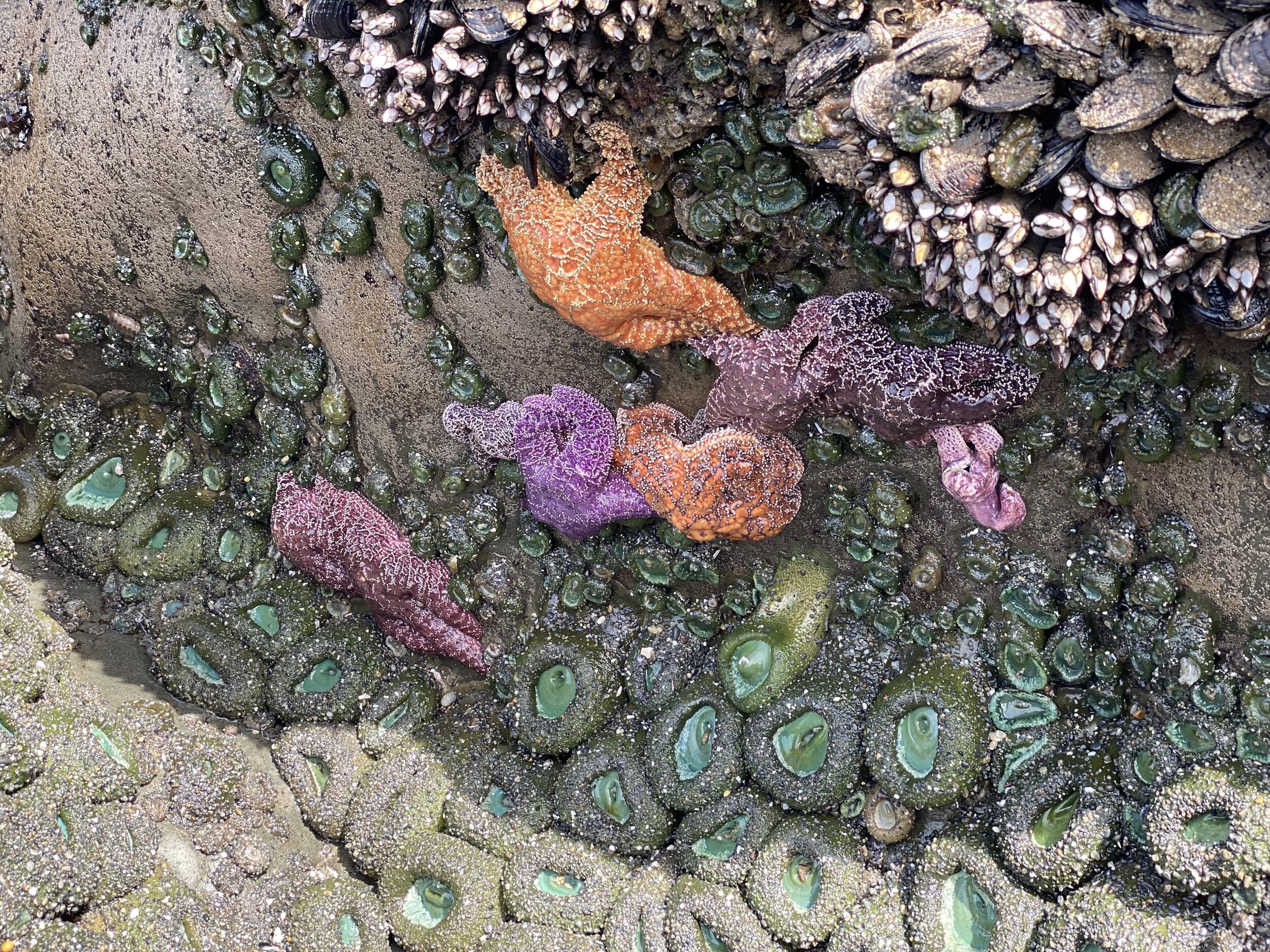 A colorful collection of purple and ochre sea stars on Beach 4.  Photo by Karen Boudreaux, June 16, 2021