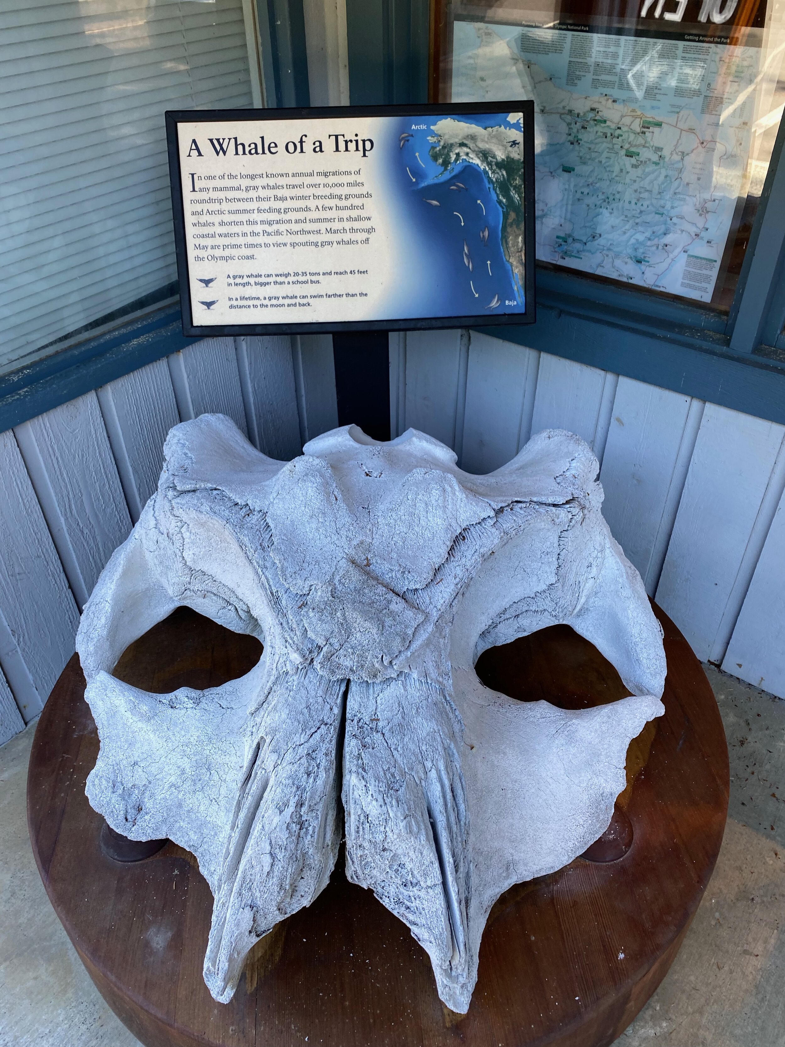 Whale skull in front of the Kalaloch Ranger Station.  Photo by Karen Boudreaux, June 16, 2021