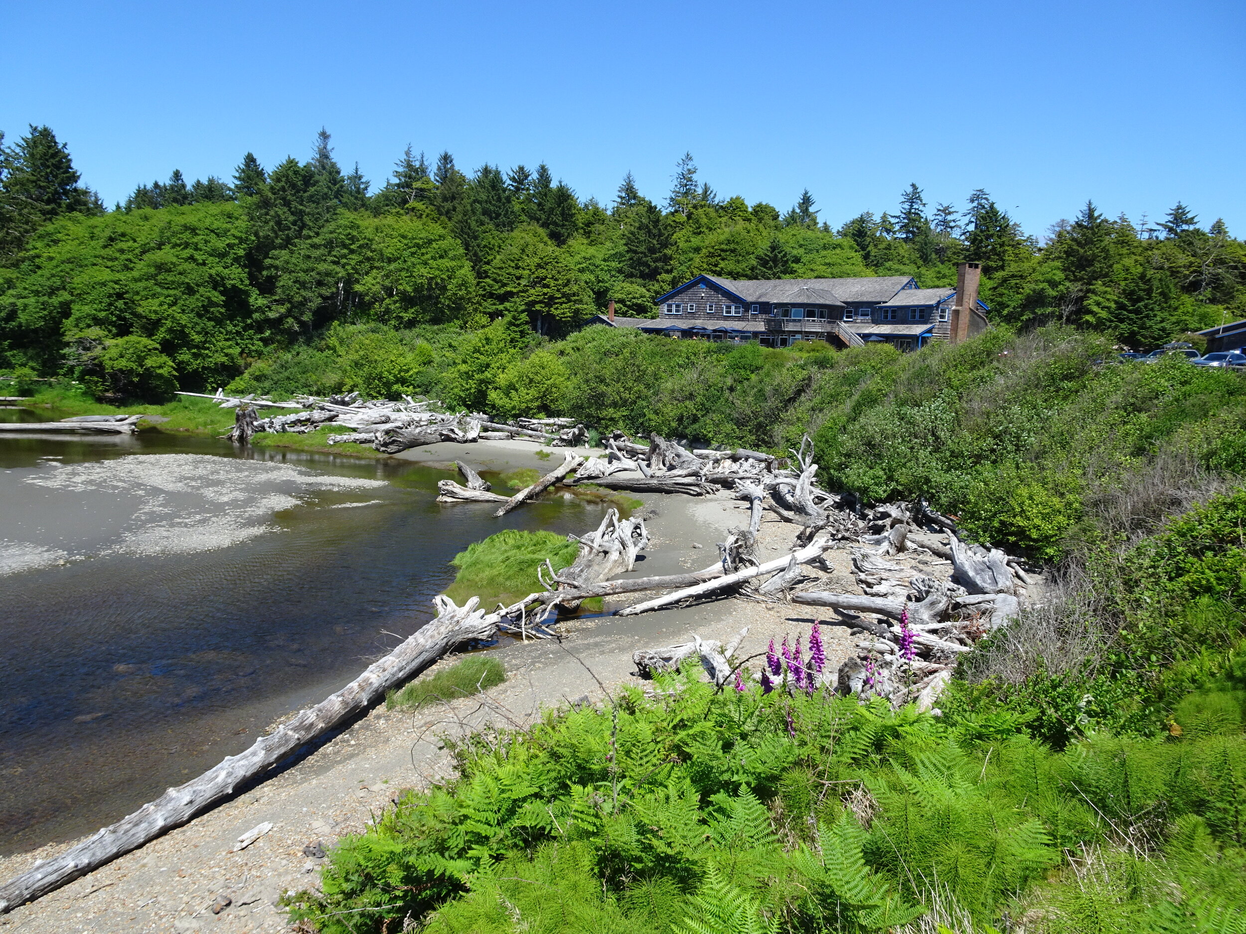 A sunny view of Kalaloch Lodge with its driftwood and wildflowers in the foreground.  Photo by Karen Boudreaux, June 16, 2021
