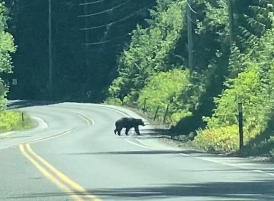 Black bear we saw crossing the road in Olympic National Park, just outside the turn off the highway towards Hoh Rainforest.  Photo by Karen Boudreaux, June 17, 2021