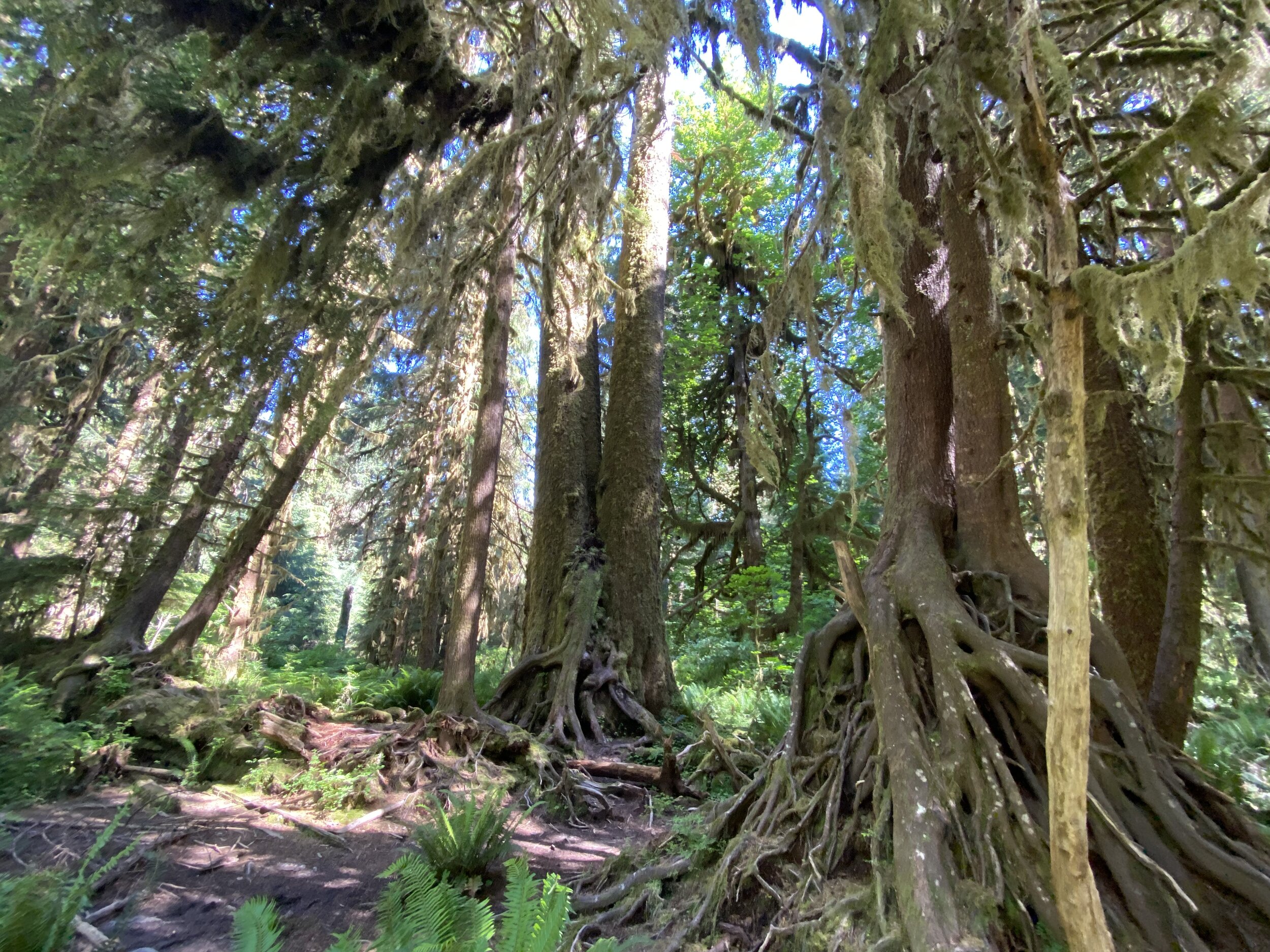 Amazing roots on old growth tree on the Hall of Mosses hike in Hoh Rainforest.  Photo by Karen Boudreaux, June 17, 2021