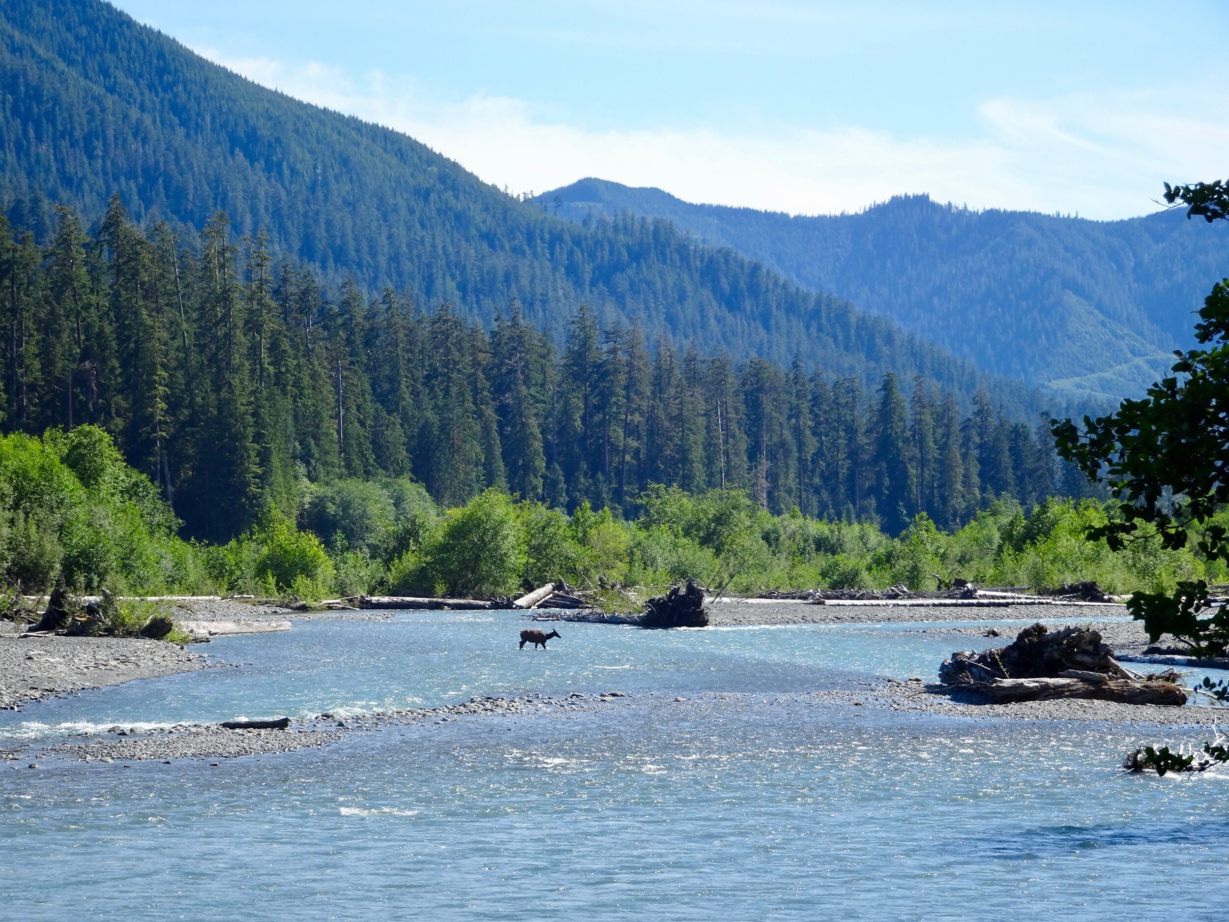 An elk crossing the river just outside the Hoh Rainforest.  Photo by Karen Boudreaux, June 17, 2021