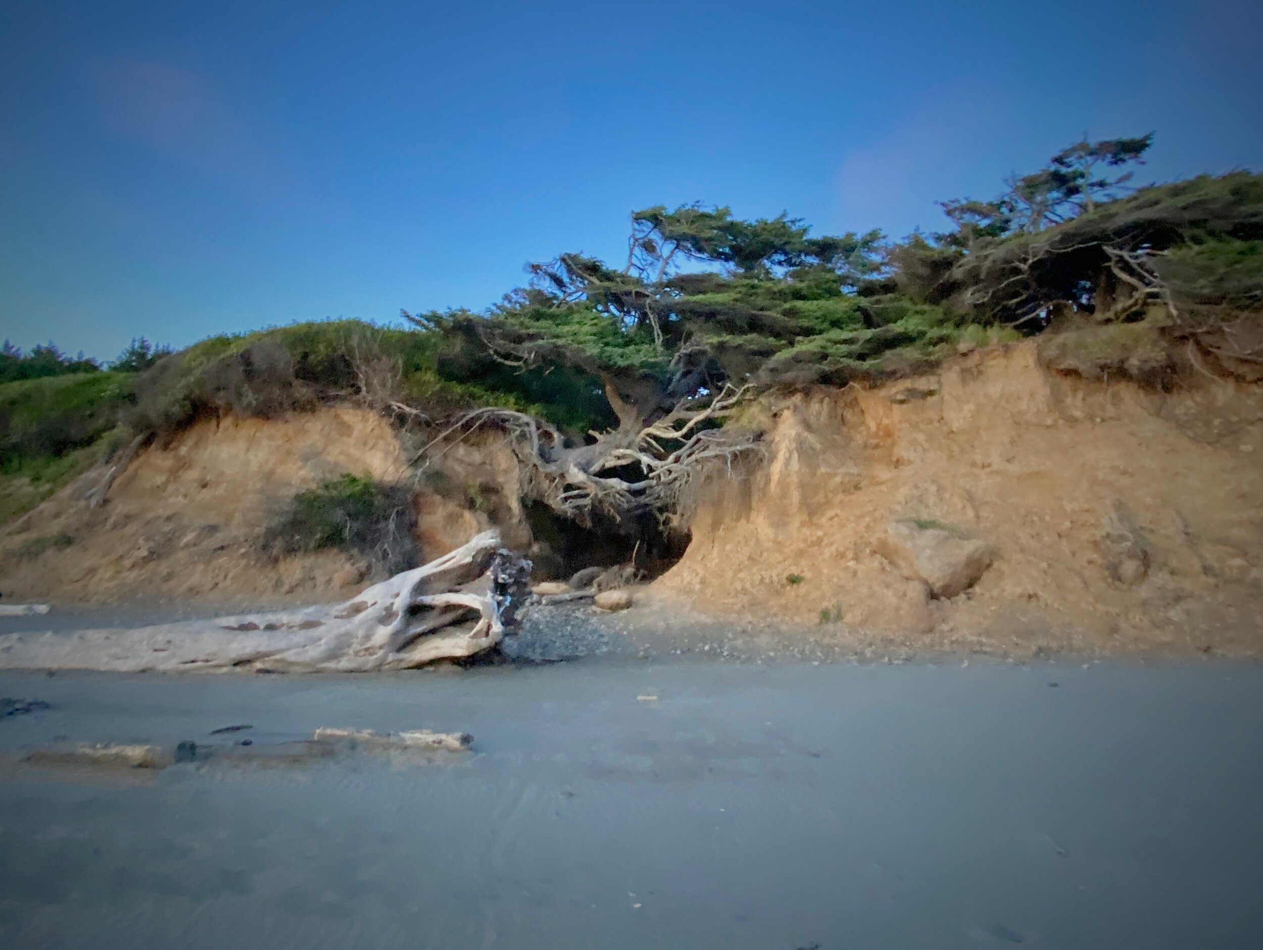 The “Tree of Life” root cave on Kalaloch Beach.  Photo by Karen Boudreaux, June 17, 2021