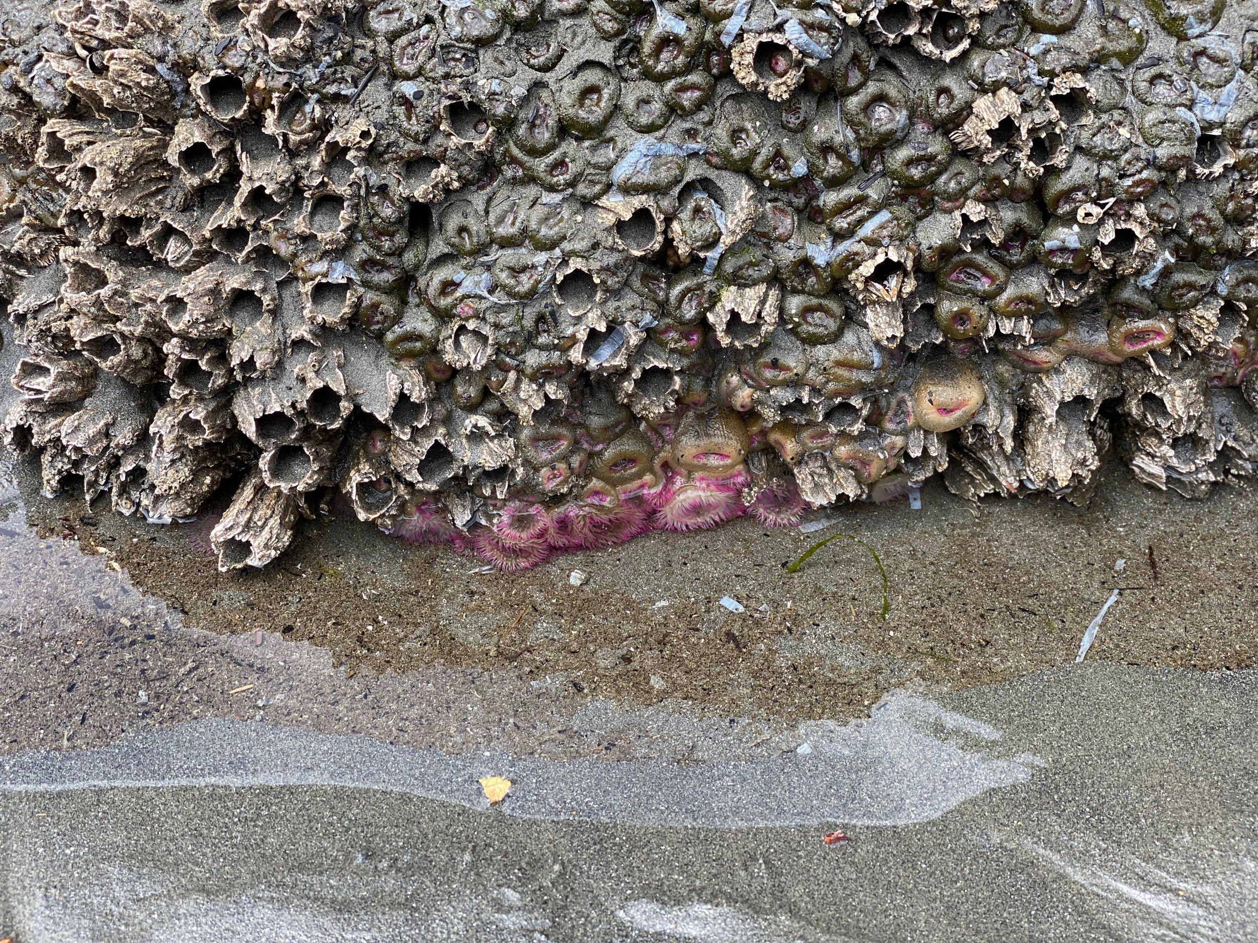 Pink sea anemones were less common sightings