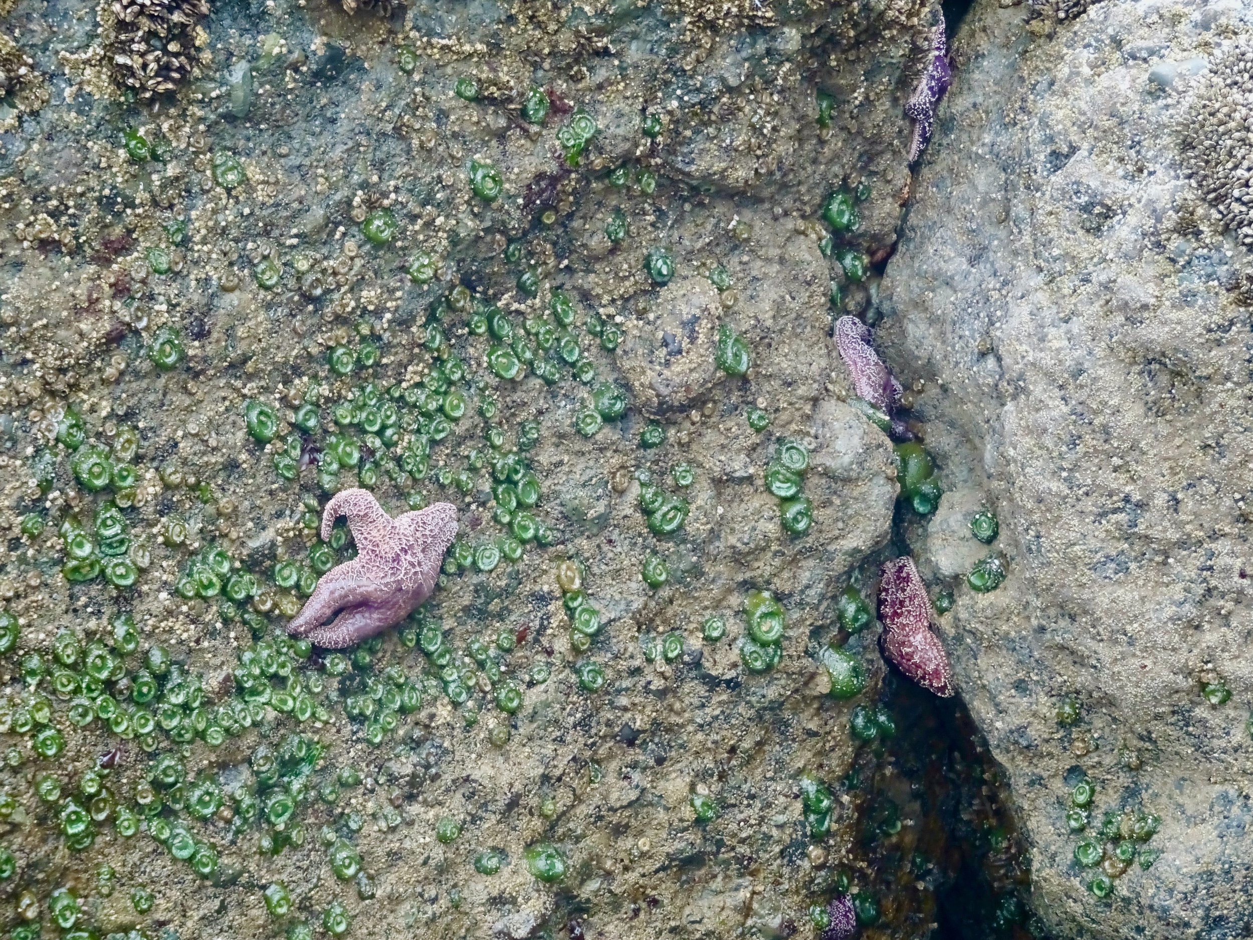 These sea stars are just as likely on open walls as crammed into tighter spaces