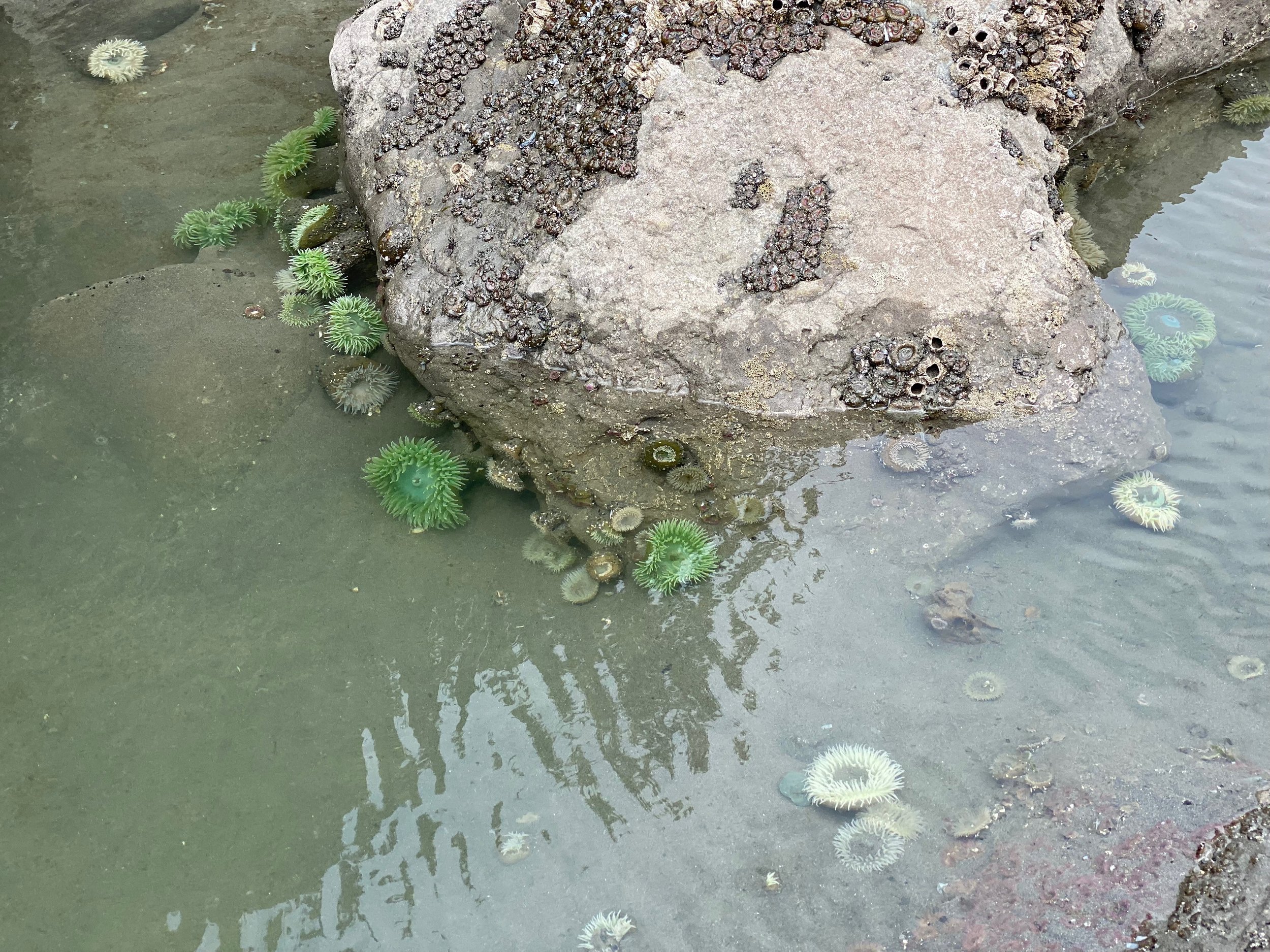 An exceptionally clear and calm tidepool shows brilliant sea anemones enjoying the remaining water cover