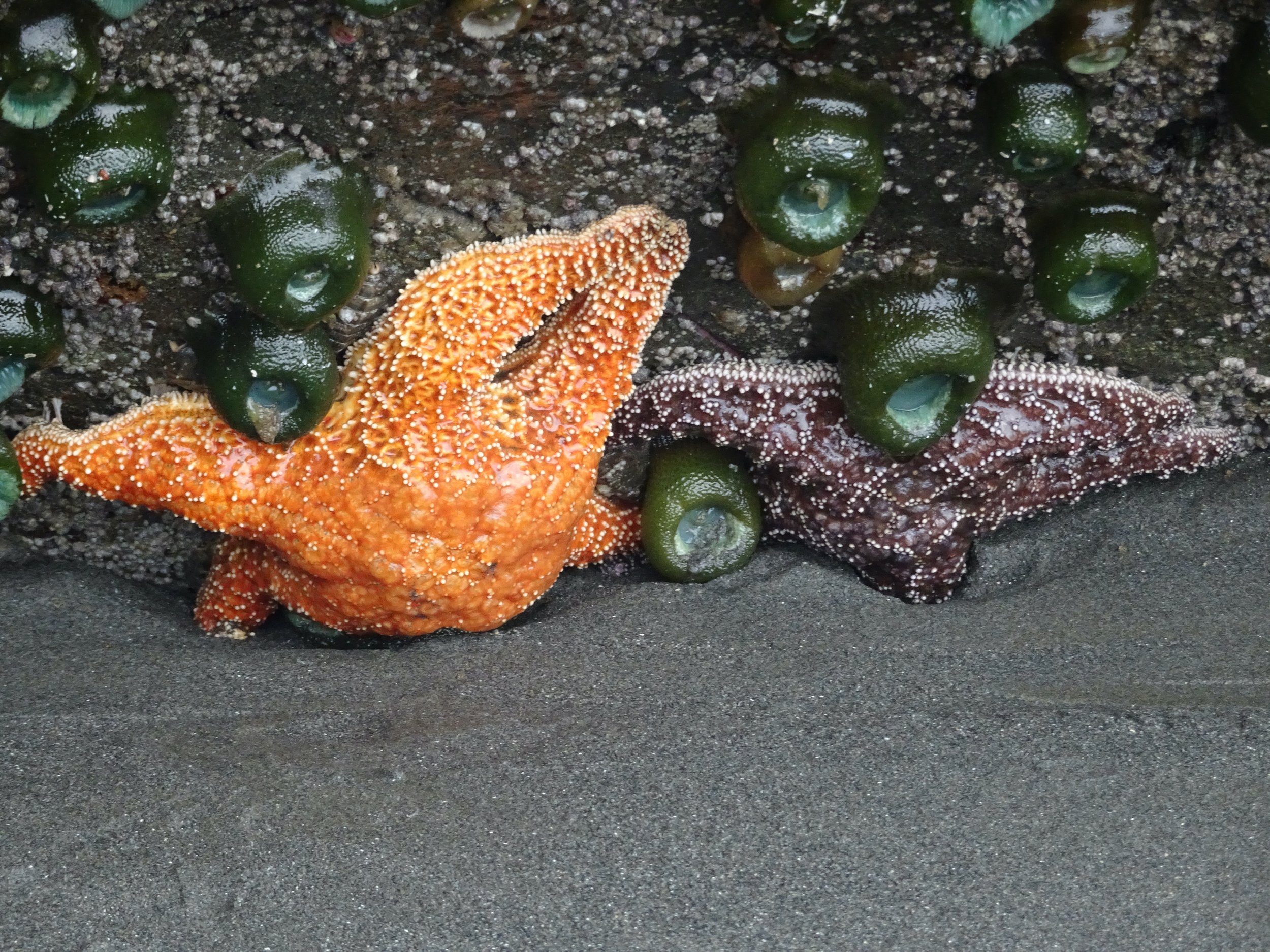 Cuddly sea star buddies lay along the ocean floor waiting for the tide to come back